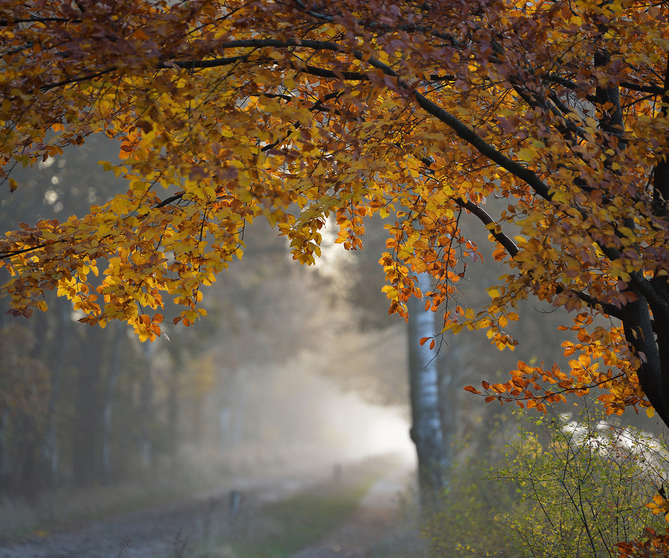 無料モバイル壁紙木, 道路, 風景, 秋をダウンロードします。