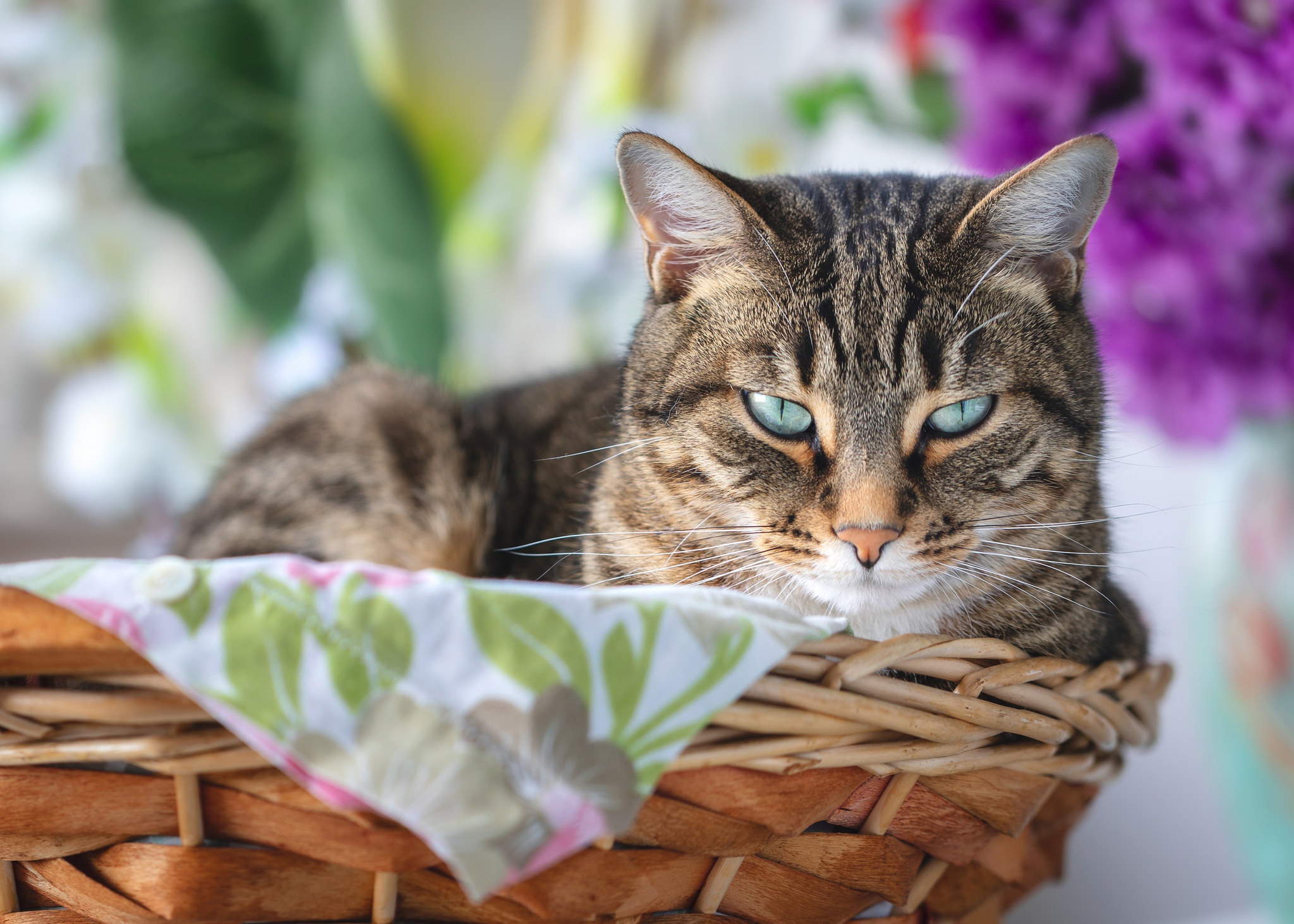 Baixe gratuitamente a imagem Animais, Gatos, Gato, Profundidade De Campo na área de trabalho do seu PC