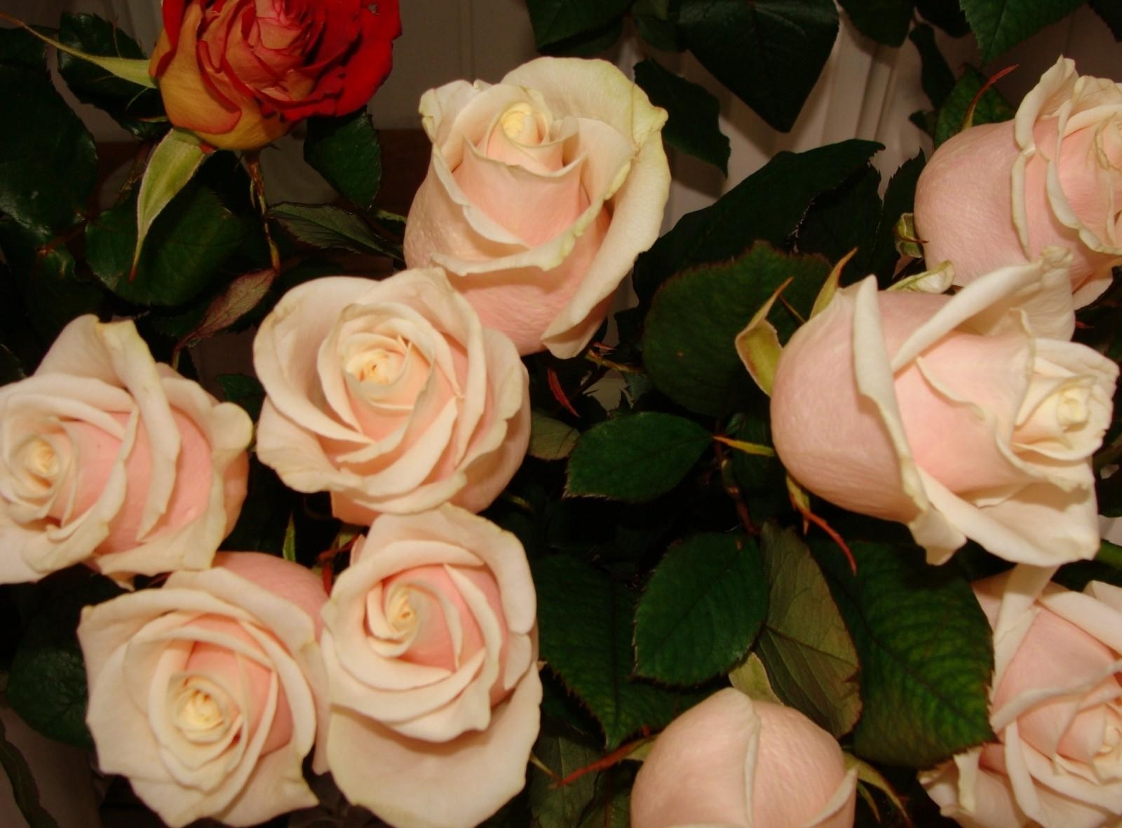 flowers, roses, buds, tenderness, tea, tea rooms cellphone