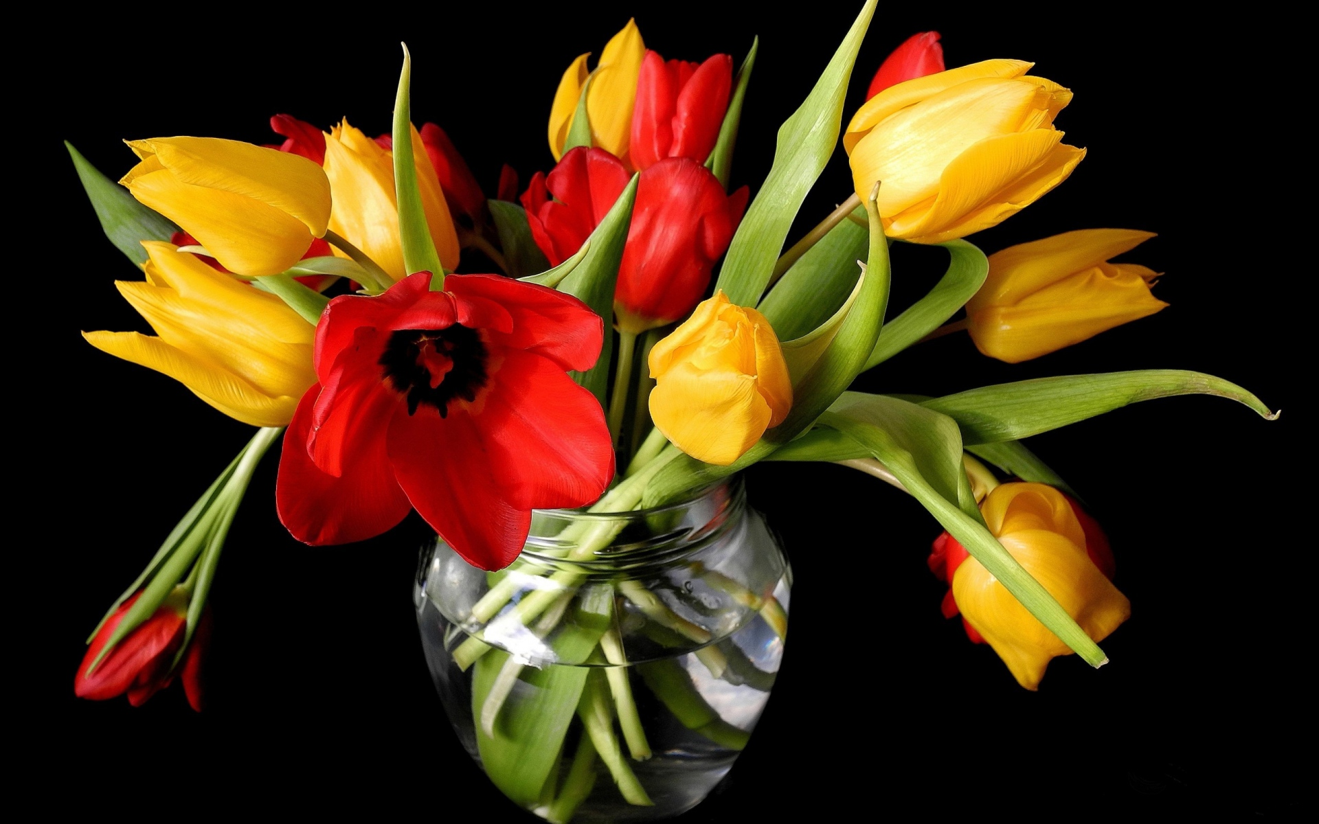 Download mobile wallpaper Flower, Bouquet, Tulip, Man Made for free.