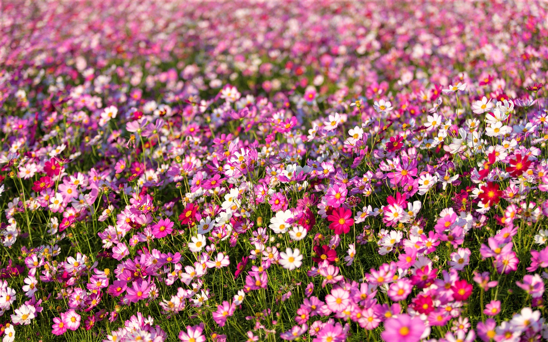 Download mobile wallpaper Flowers, Flower, Earth, Field, Cosmos, White Flower, Pink Flower for free.