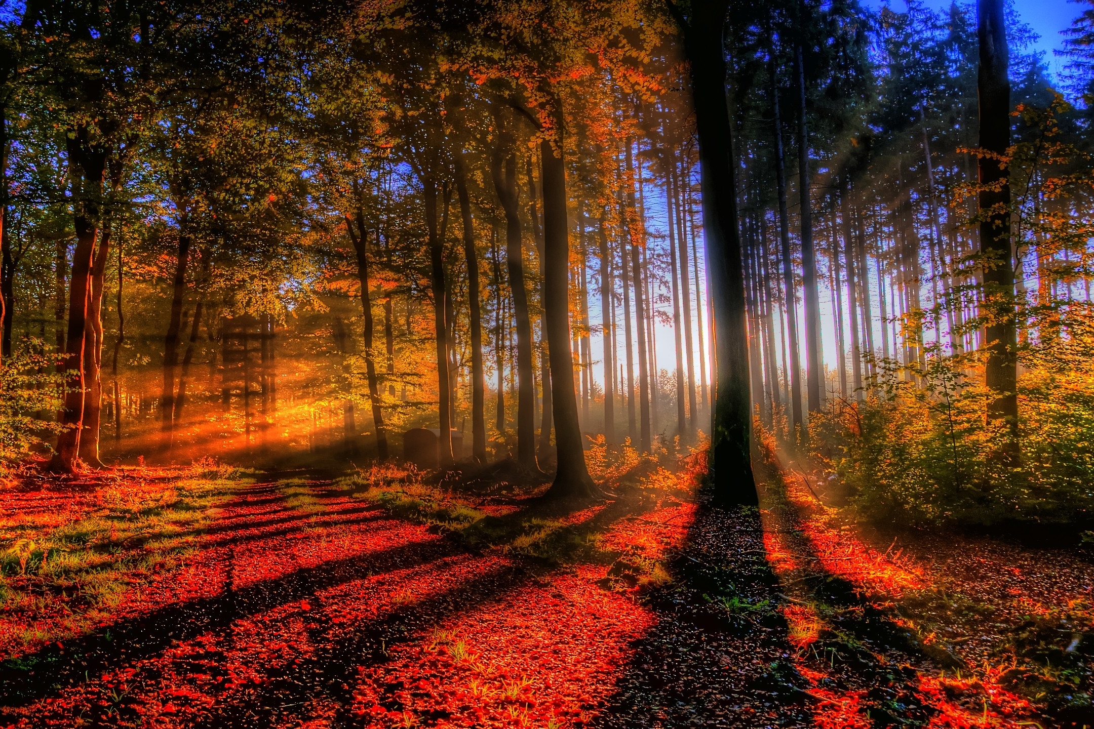Free download wallpaper Nature, Forest, Tree, Fall, Earth, Sunbeam, Sunbean on your PC desktop
