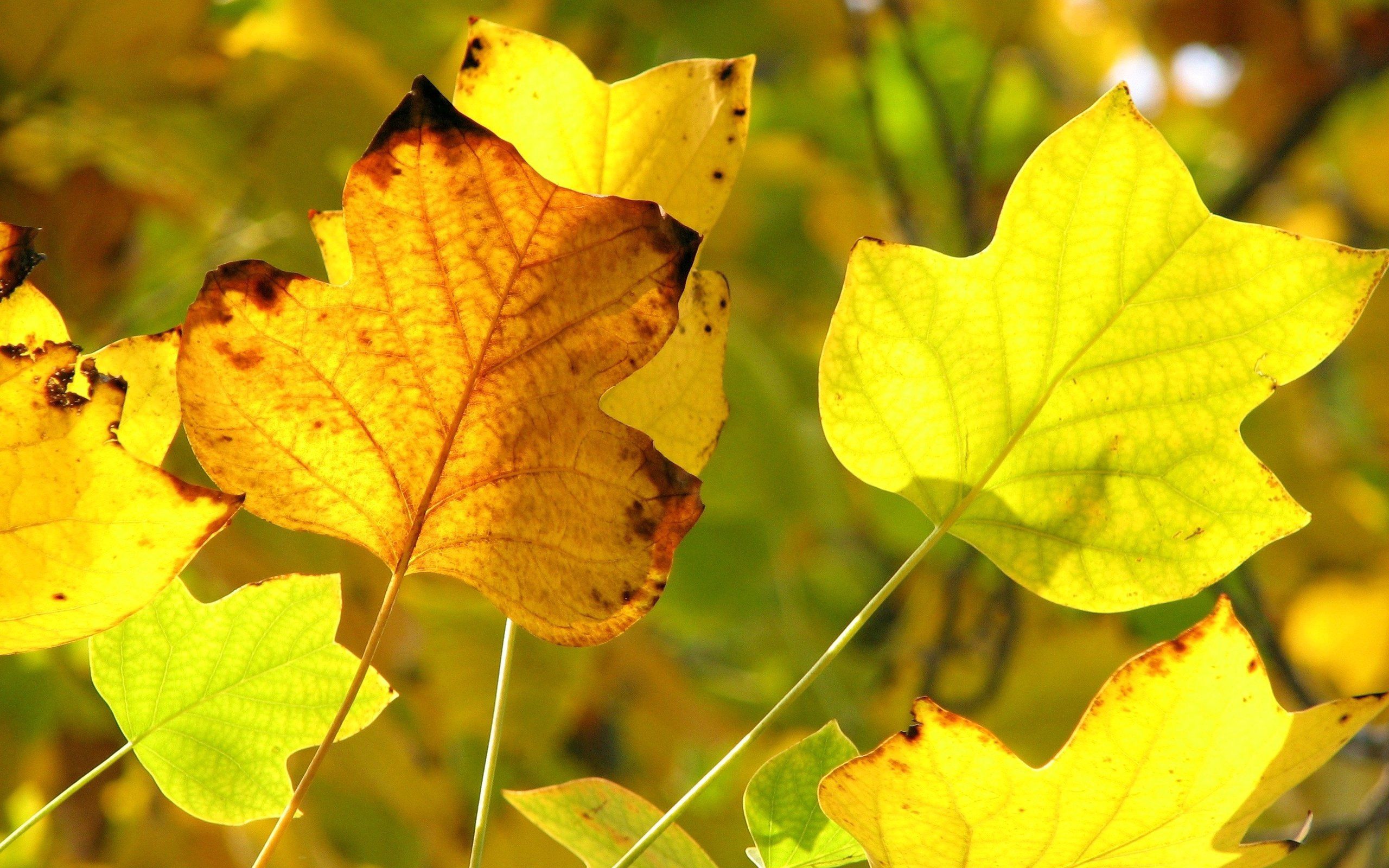 Скачать картинку Ветка, Природа, Листья, Сухой, Осень в телефон бесплатно.