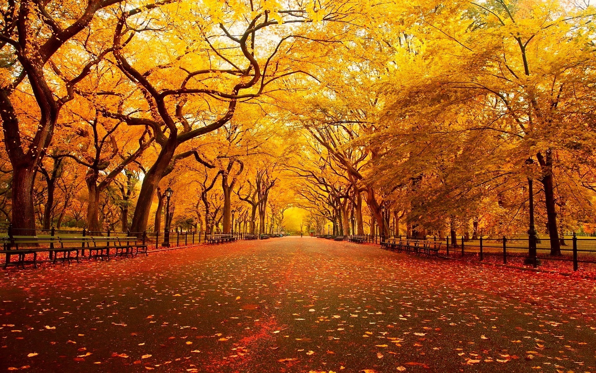 Download mobile wallpaper Park, Tree, Fall, Path, Photography, Orange (Color) for free.