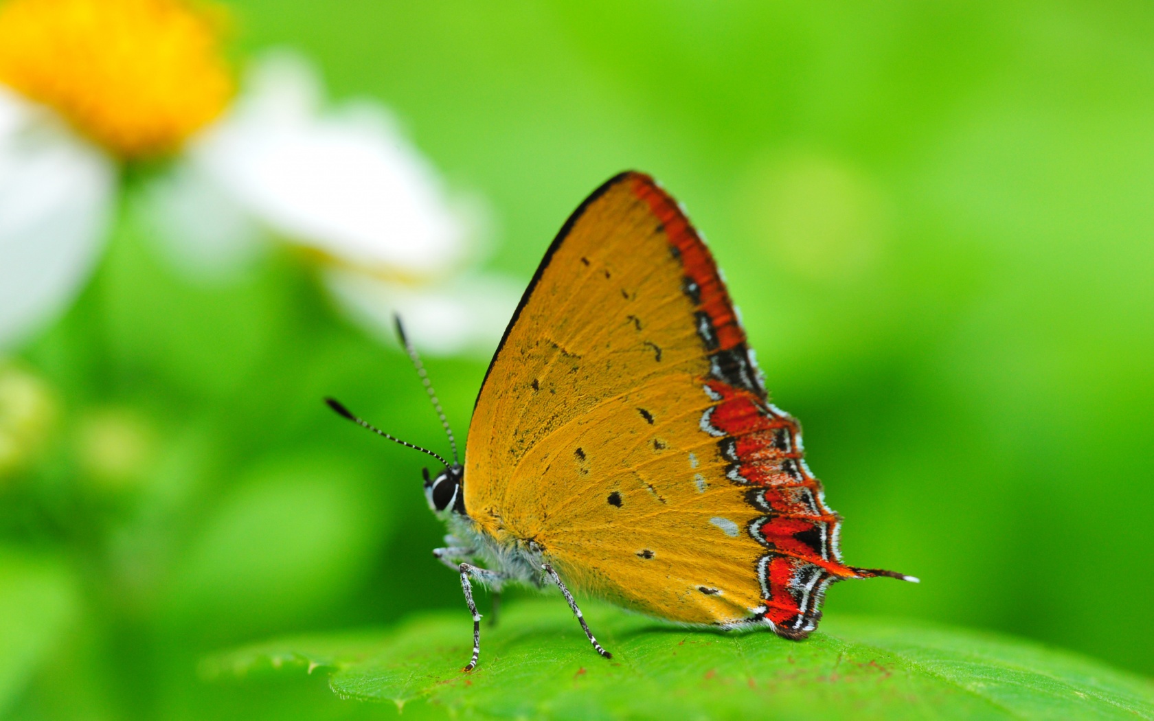 Téléchargez gratuitement l'image Insectes, Papillons sur le bureau de votre PC