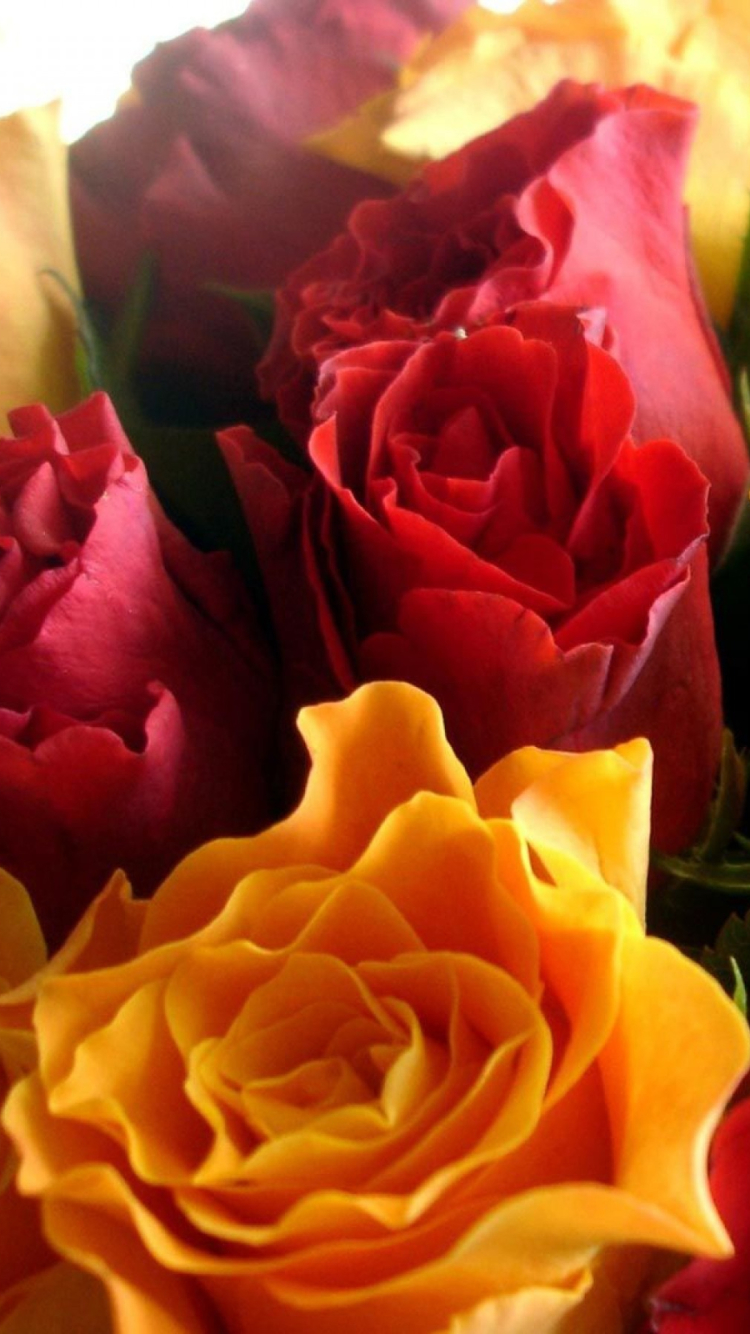 Download mobile wallpaper Flowers, Flower, Rose, Earth, Yellow Flower, Red Flower for free.