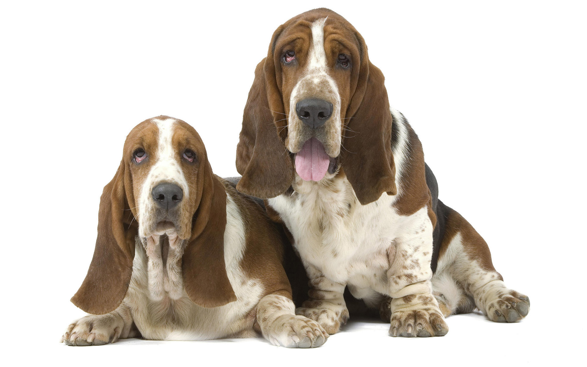 basset hound, animal, dogs