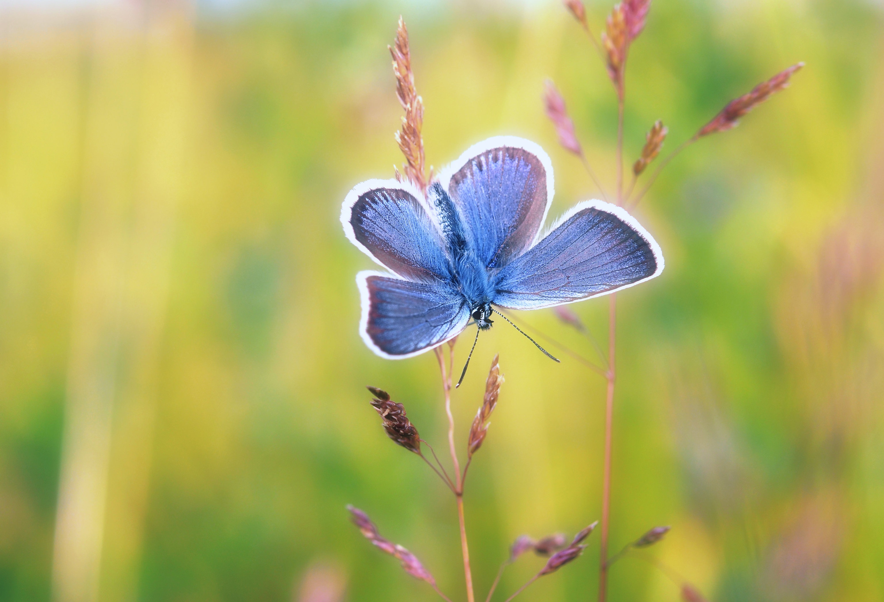 Download mobile wallpaper Macro, Insect, Butterfly, Animal for free.