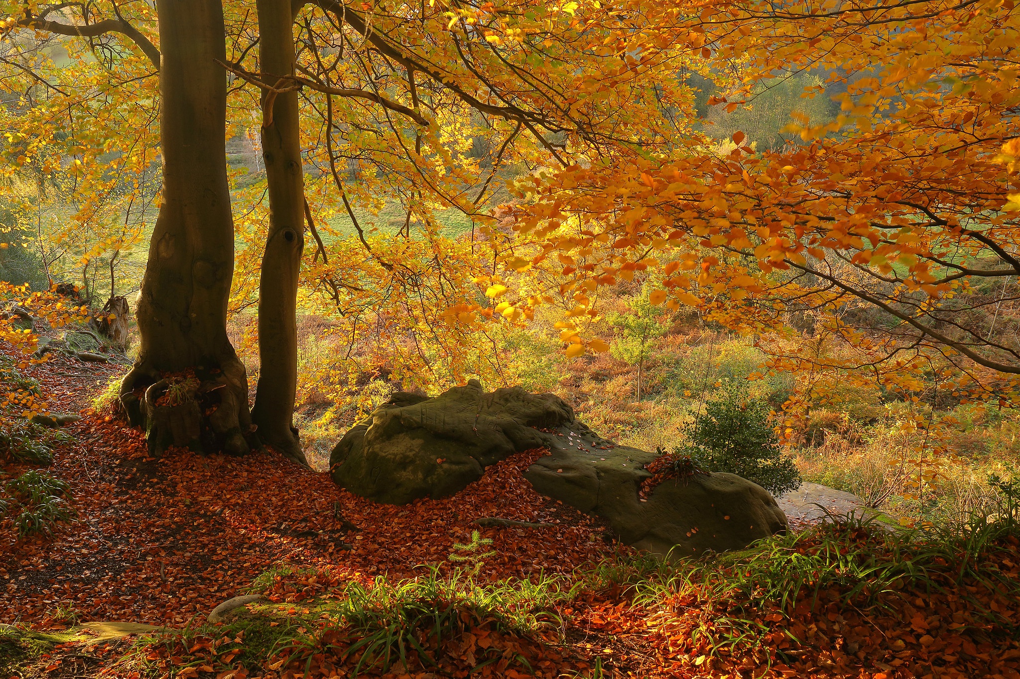 Download mobile wallpaper Tree, Fall, Earth, Stone for free.