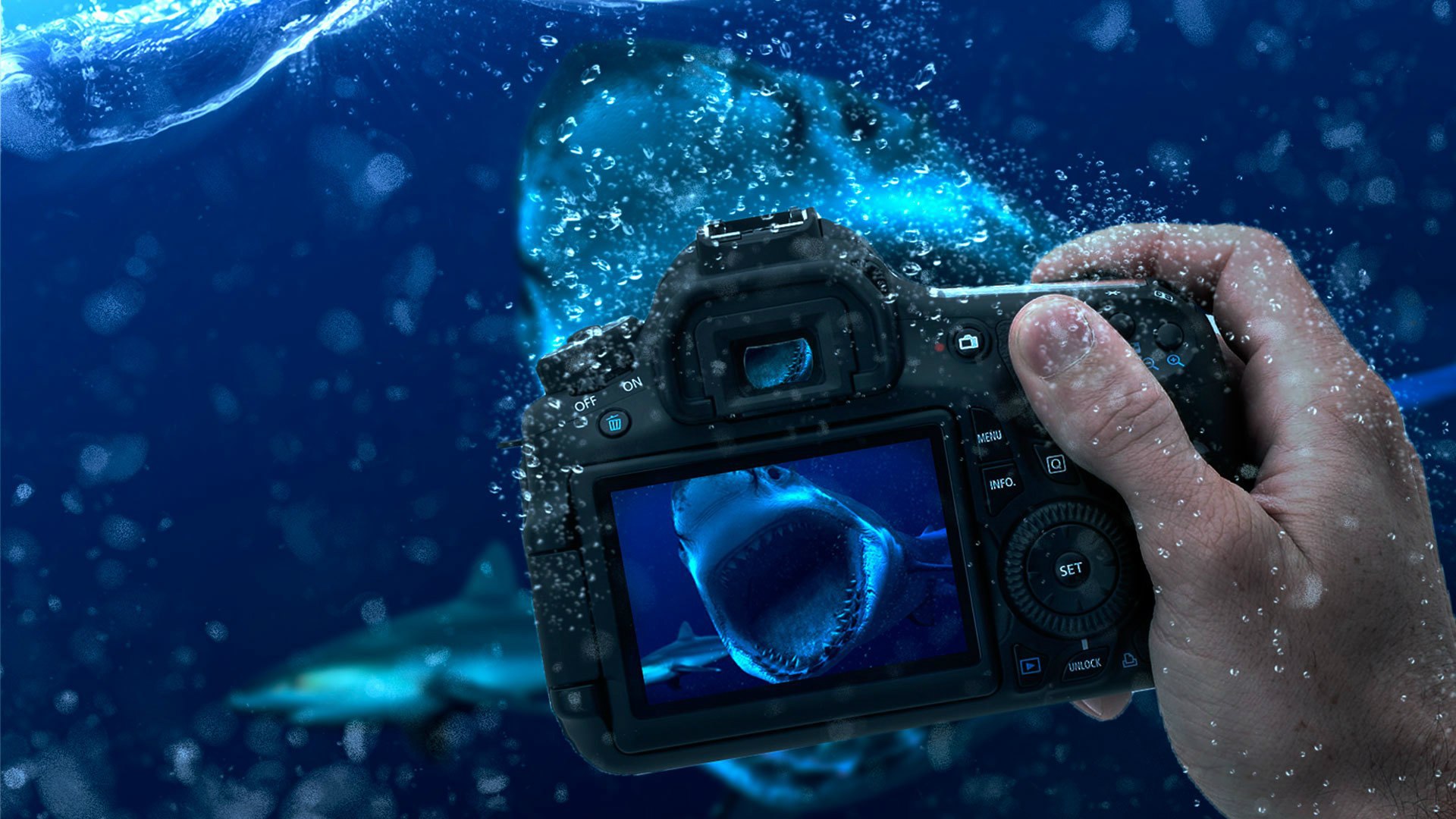 man made, camera, hand, manipulation, shark, underwater