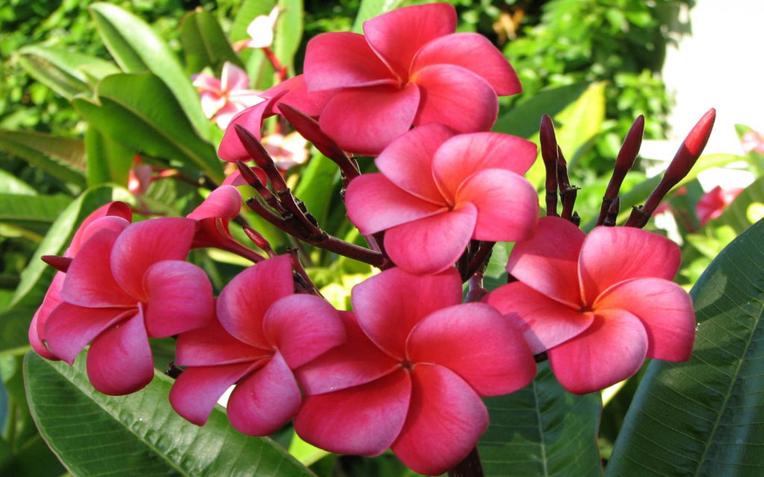 Download mobile wallpaper Nature, Flowers, Flower, Close Up, Earth, Frangipani, Pink Flower for free.