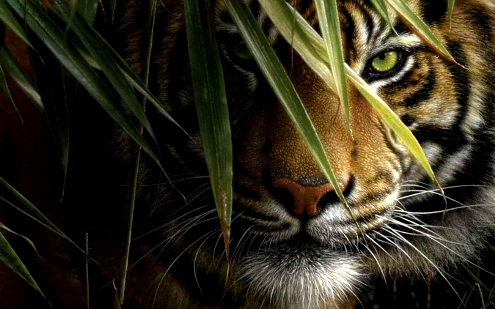 292568 скачать картинку тигр, животные, кошки - обои и заставки бесплатно