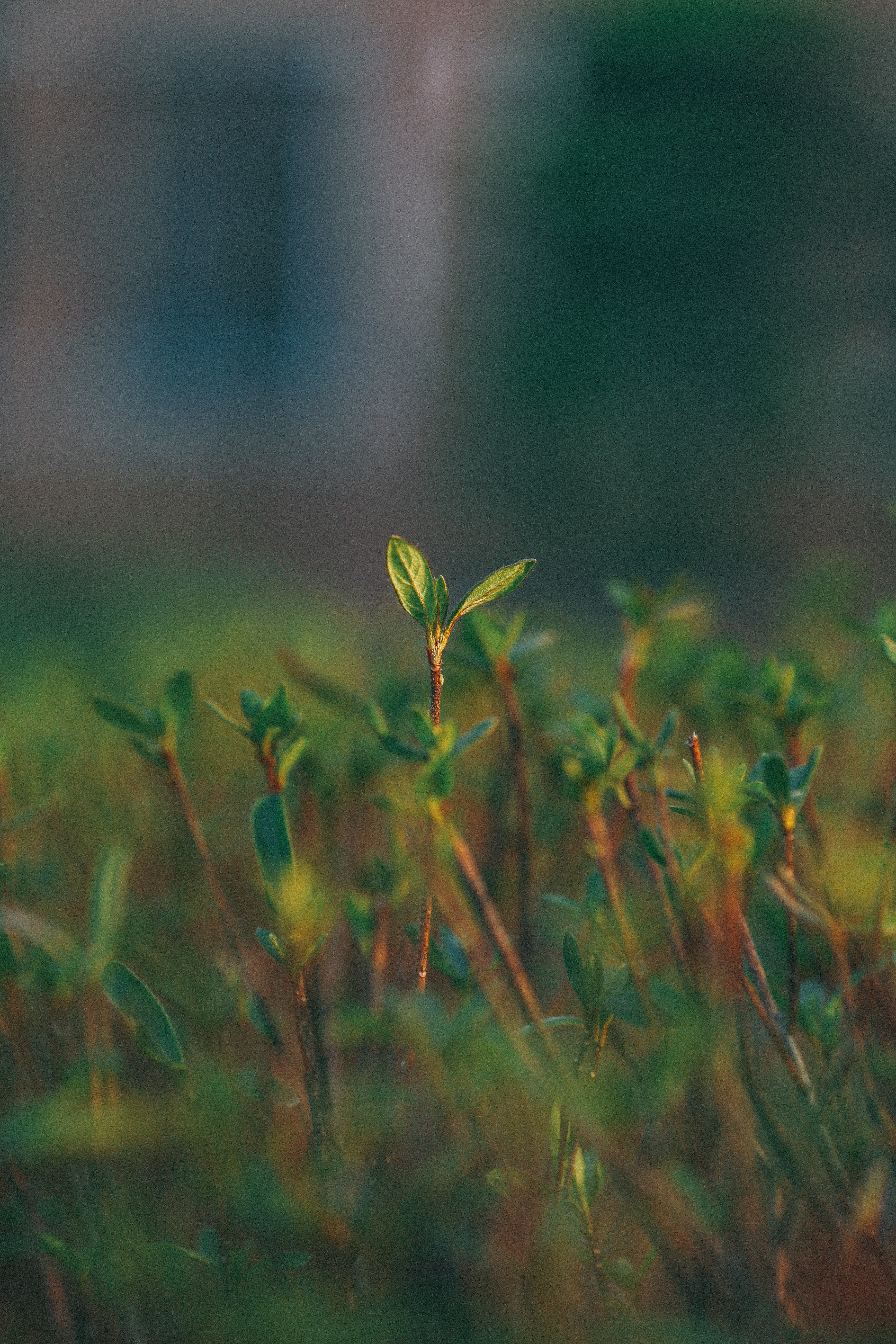smooth, grass, green, macro, blur, sprout