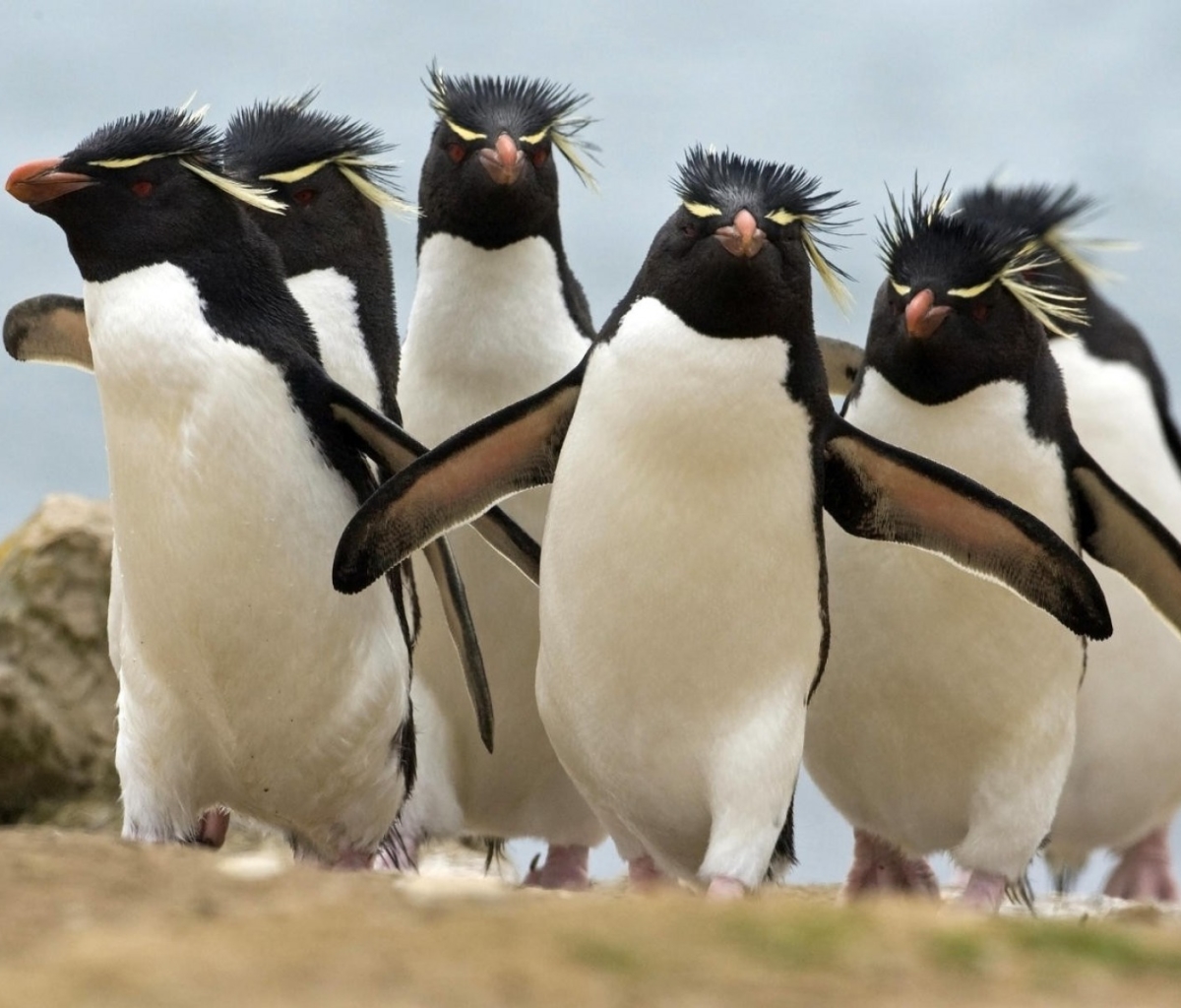Baixar papel de parede para celular de Animais, Aves, Pássaro, Pinguim, Pinguim Rockhopper gratuito.