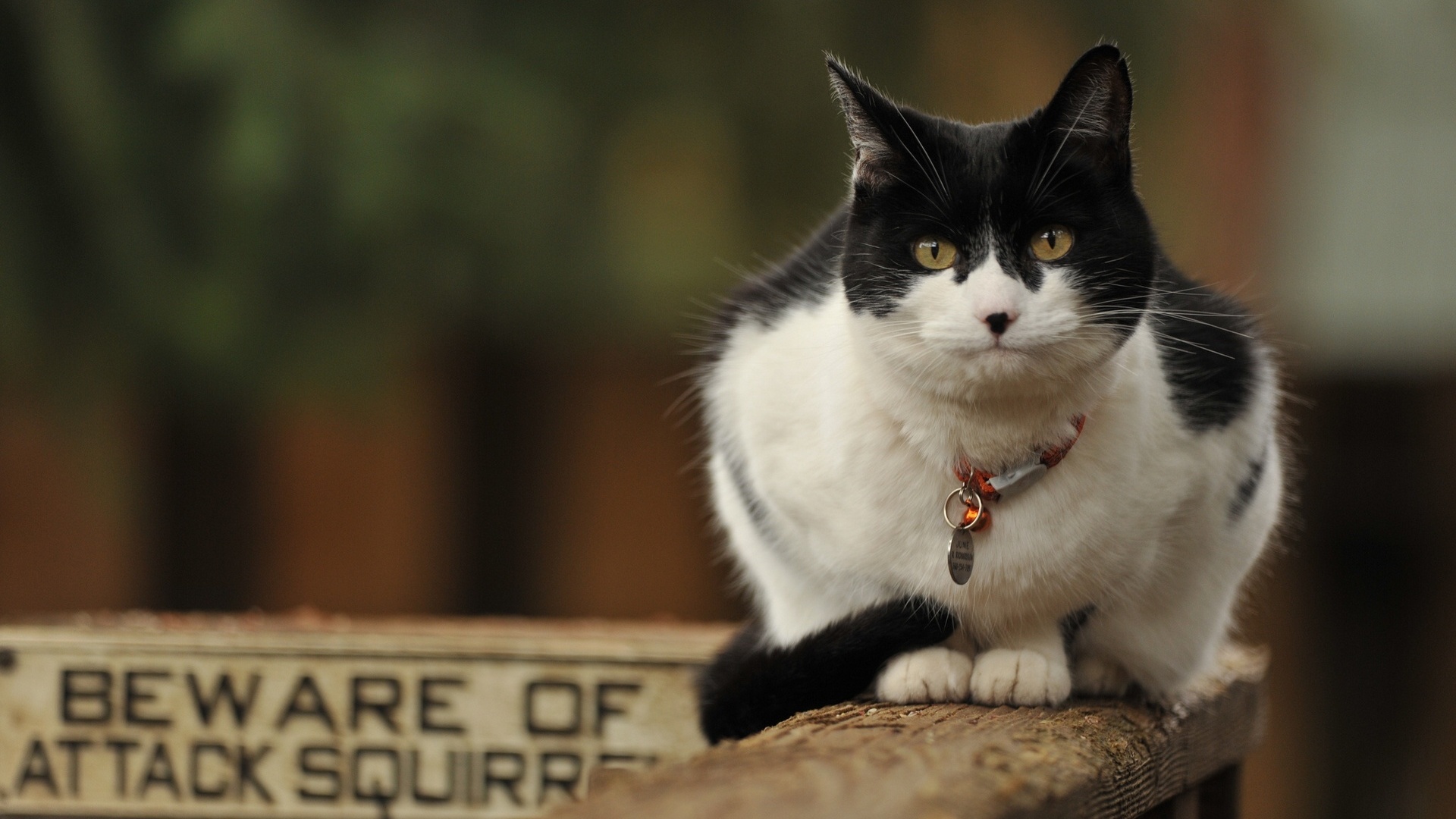 Baixe gratuitamente a imagem Animais, Gato na área de trabalho do seu PC