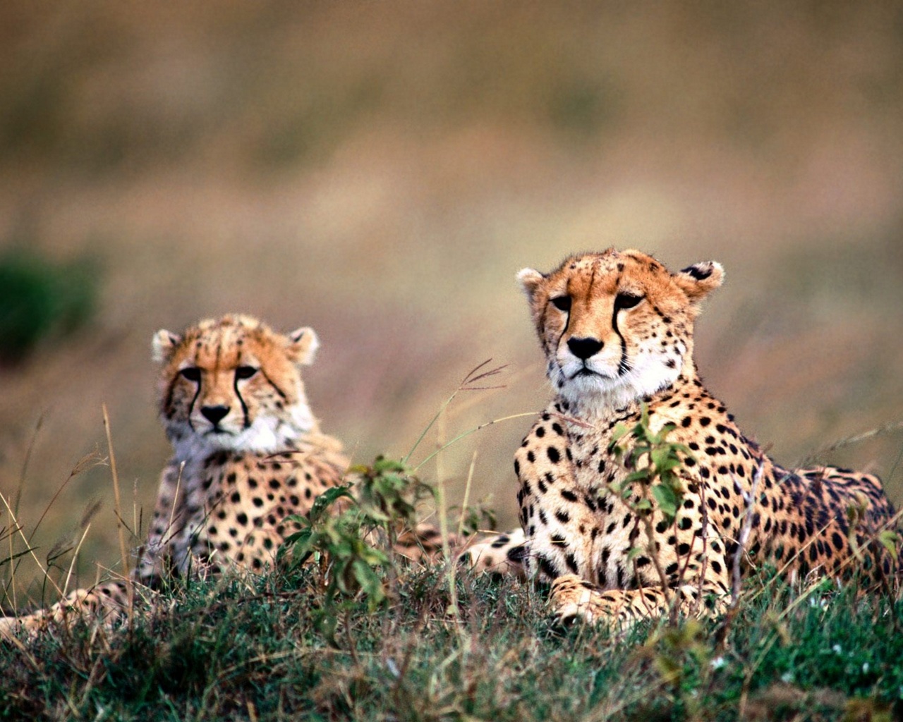 Download mobile wallpaper Cheetah, Animal for free.