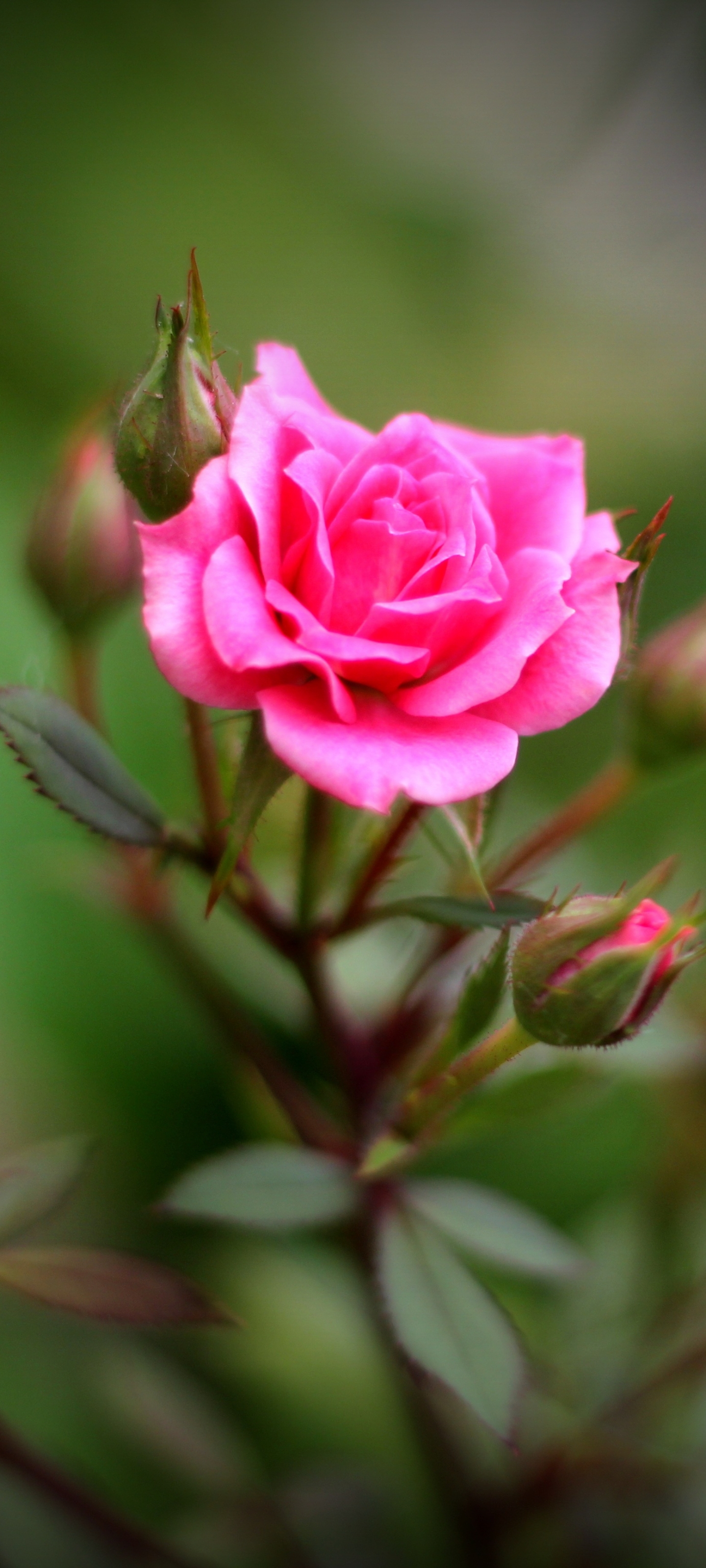 Download mobile wallpaper Nature, Flowers, Flower, Rose, Bud, Blur, Earth, Pink Rose for free.