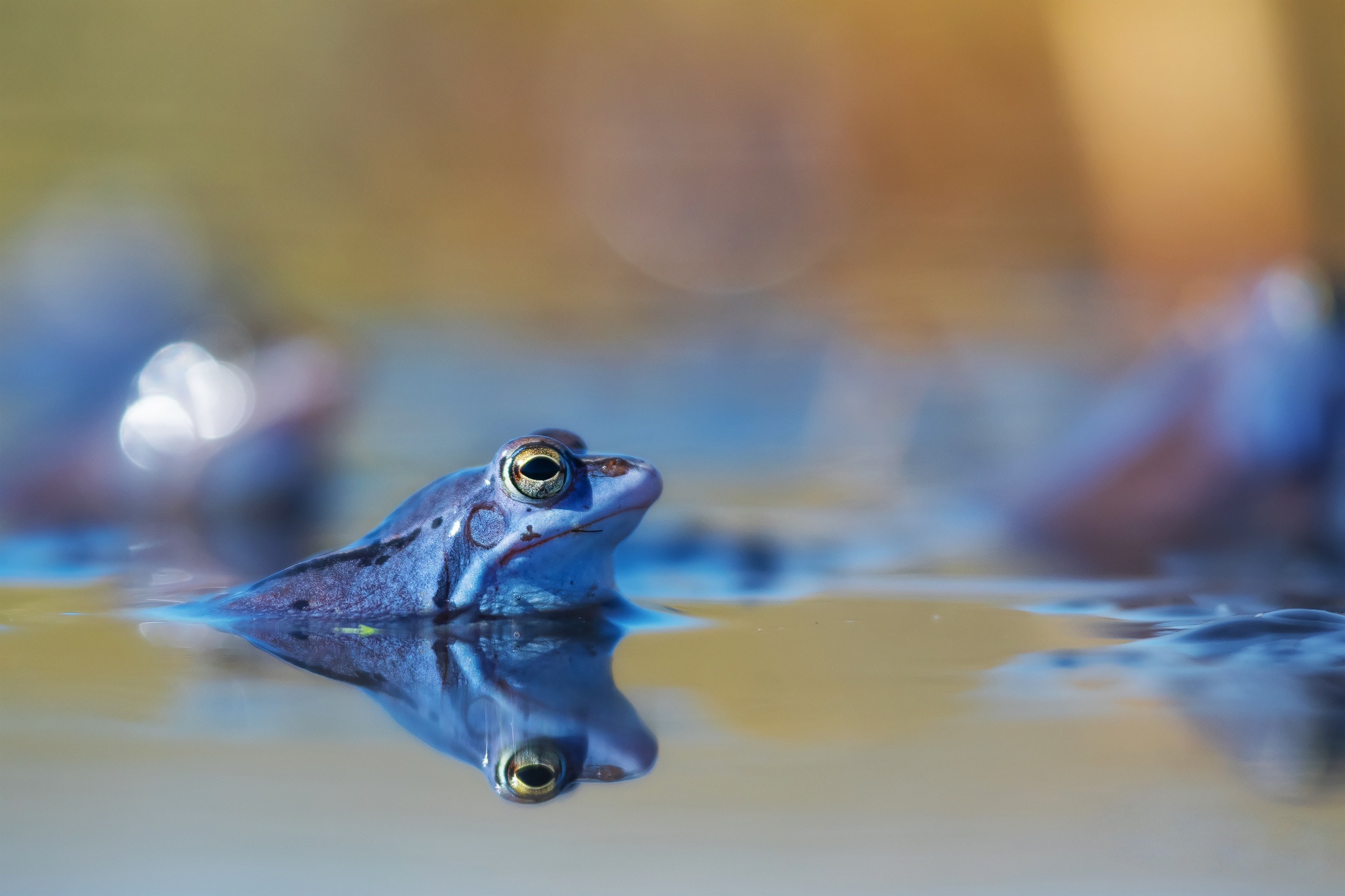Download mobile wallpaper Water, Frogs, Reflection, Blur, Close Up, Animal, Frog, Amphibian for free.