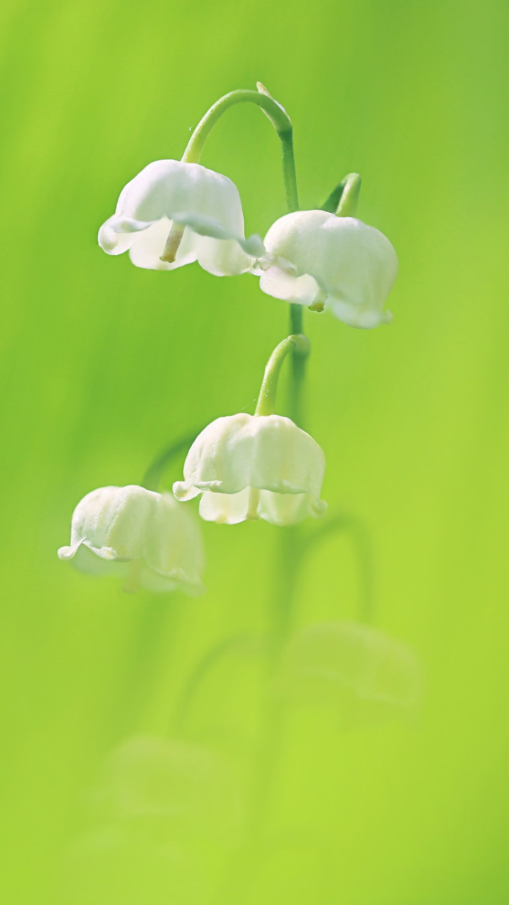 Download mobile wallpaper Nature, Flowers, Lily Of The Valley, Flower, Earth, Bokeh, White Flower for free.