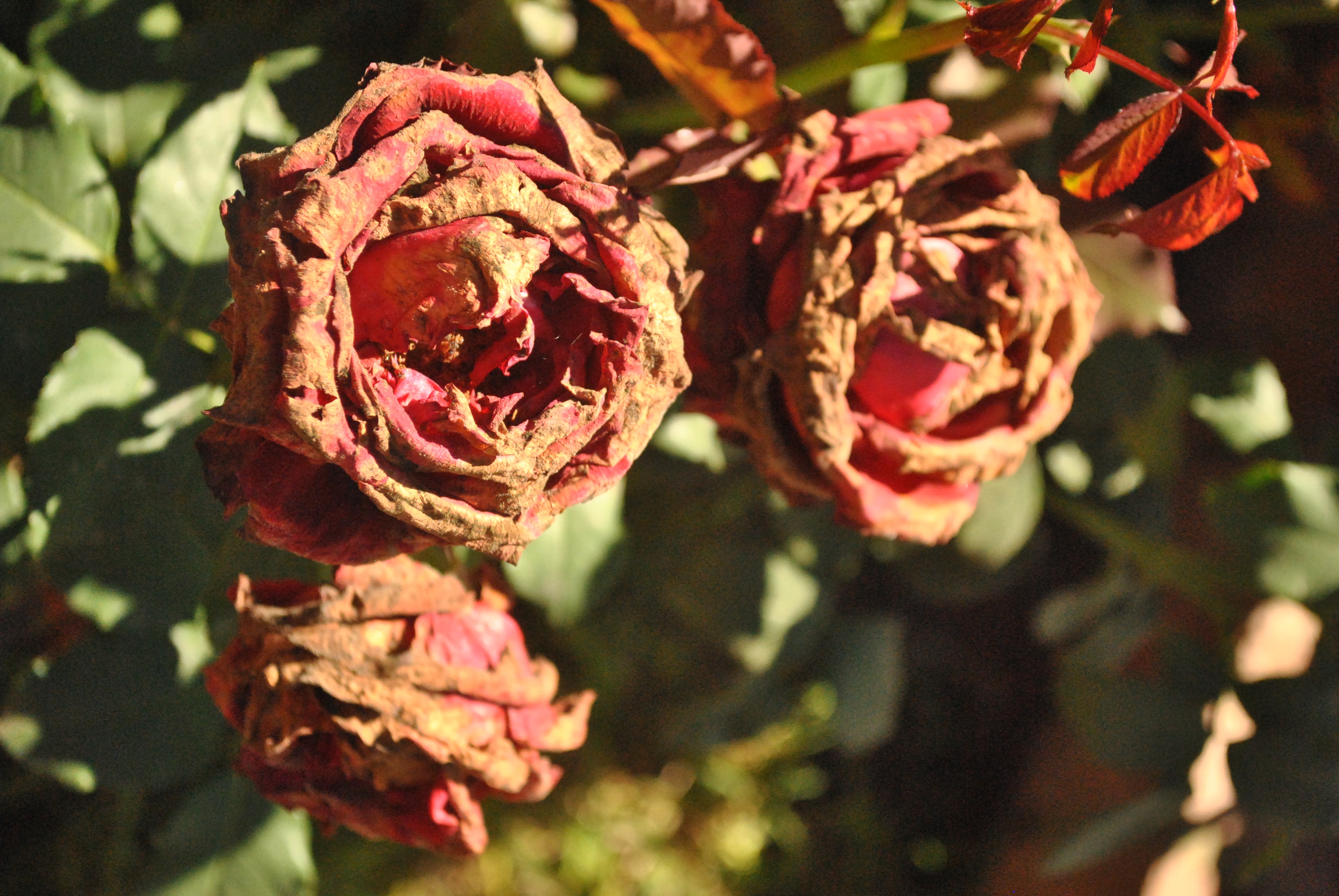 Завантажити шпалери Суха Троянда на телефон безкоштовно