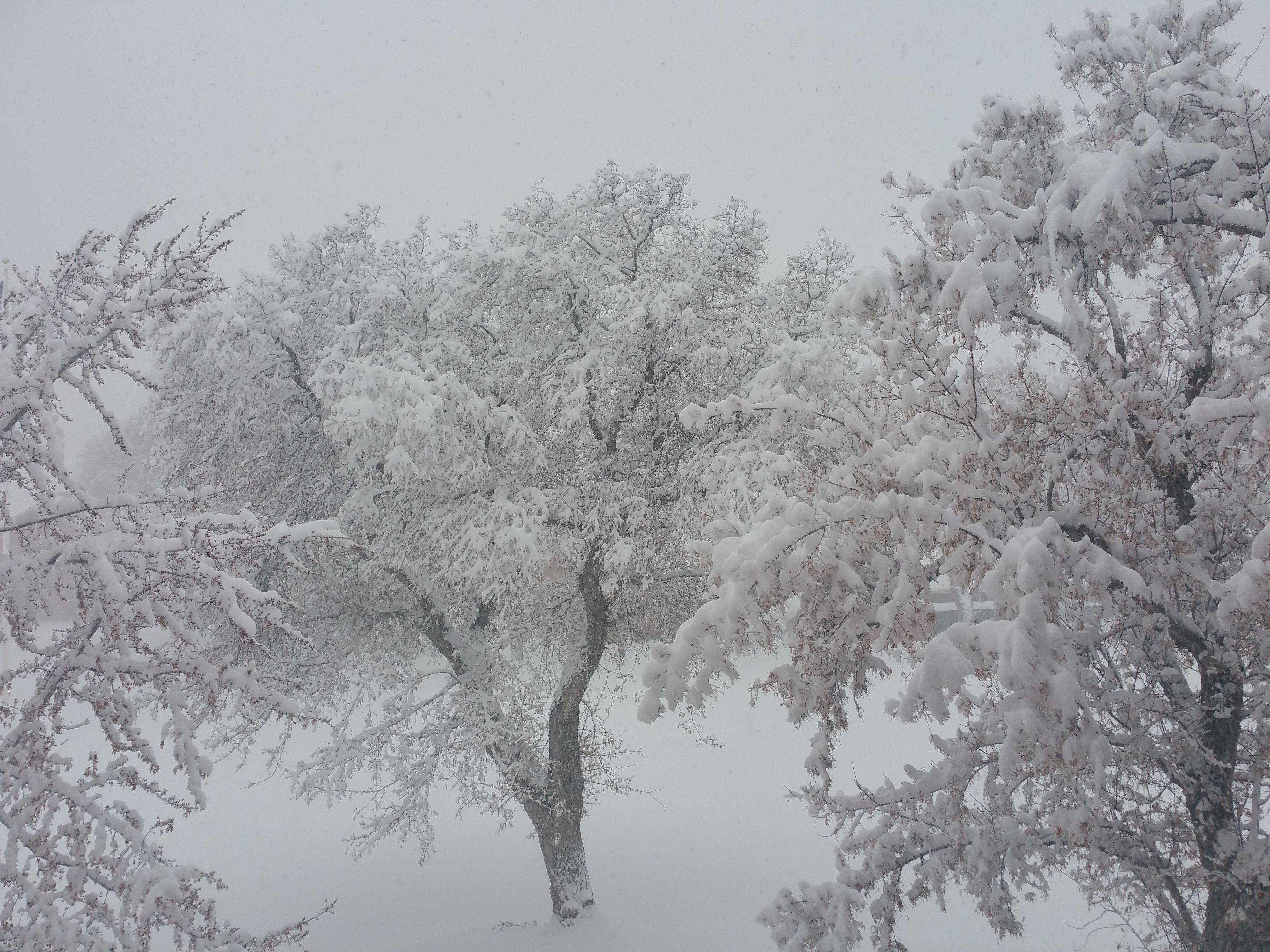 Descarga gratuita de fondo de pantalla para móvil de Invierno, Nieve, Árbol, Fotografía.