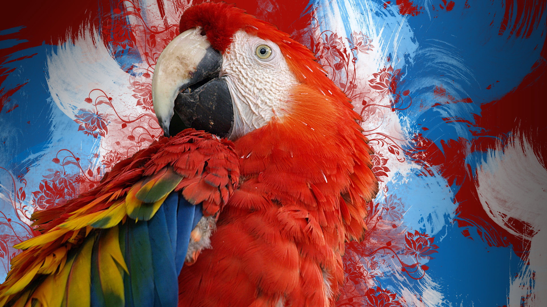 Téléchargez des papiers peints mobile Ara Rouge, Des Oiseaux, Animaux gratuitement.