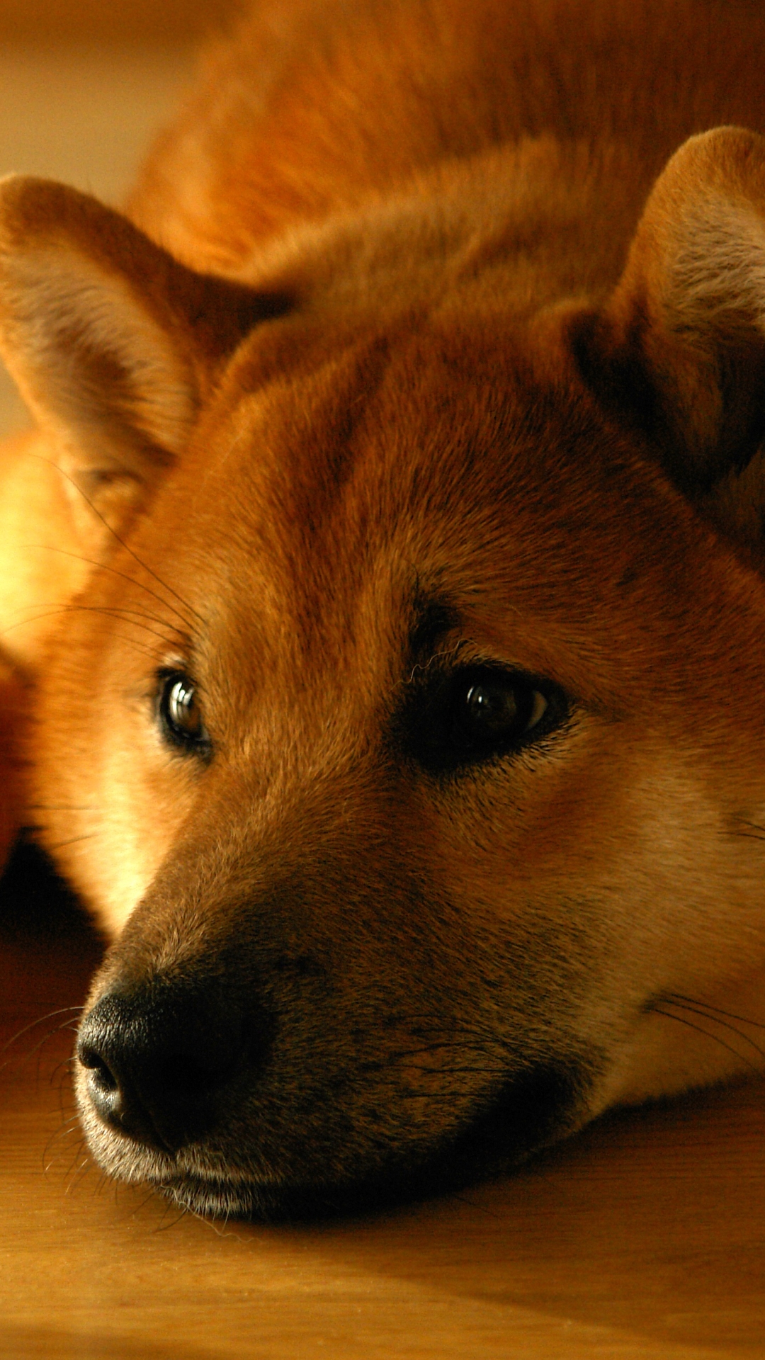 Download mobile wallpaper Dogs, Dog, Muzzle, Animal, Shiba Inu, Resting for free.