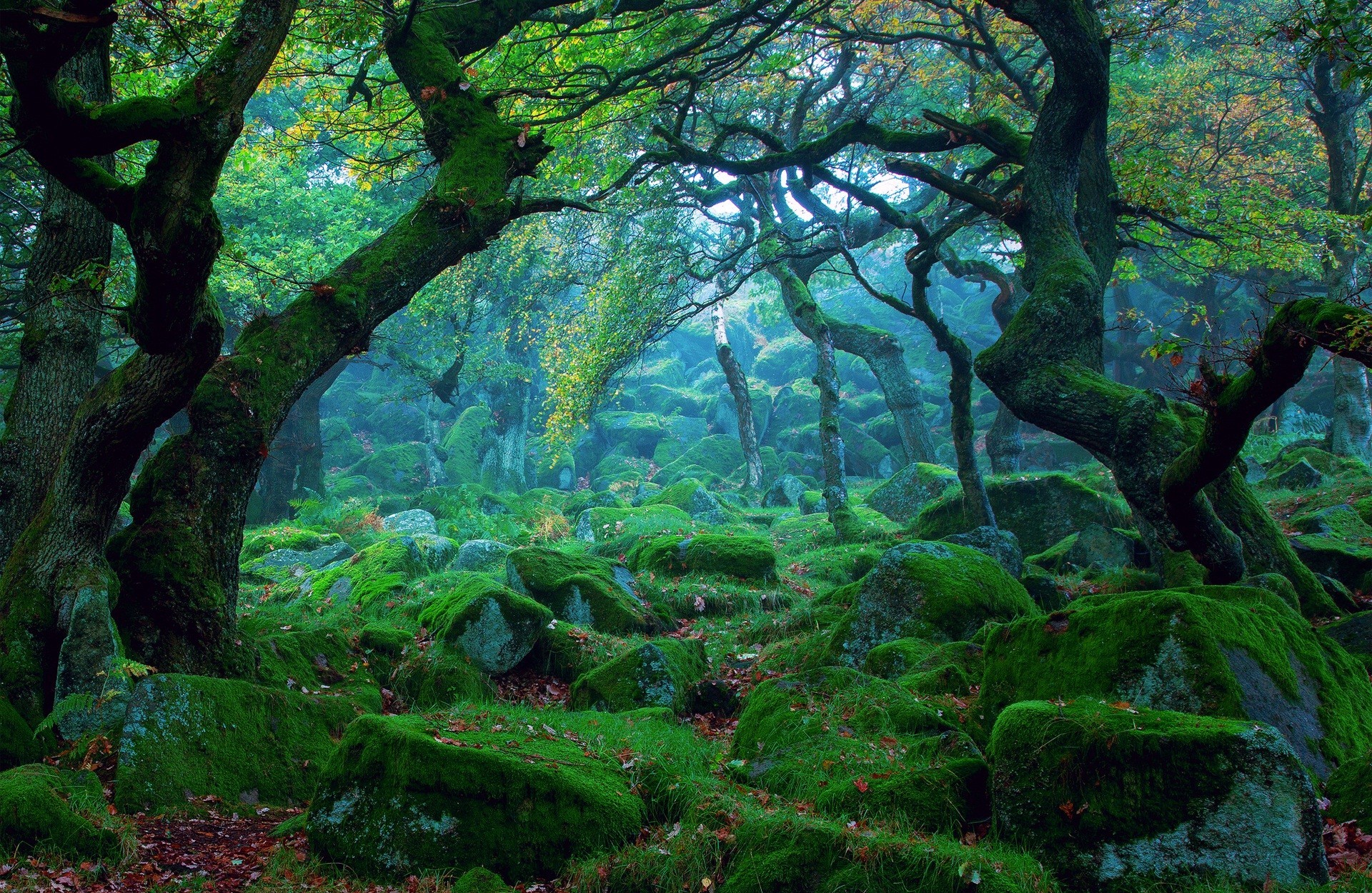 Скачать картинку Лес, Дерево, Зелень, Камень, Земля/природа в телефон бесплатно.