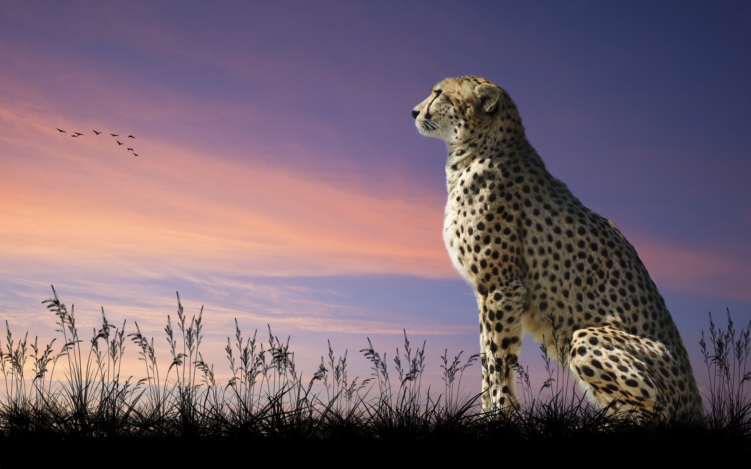 Laden Sie Gepard HD-Desktop-Hintergründe herunter