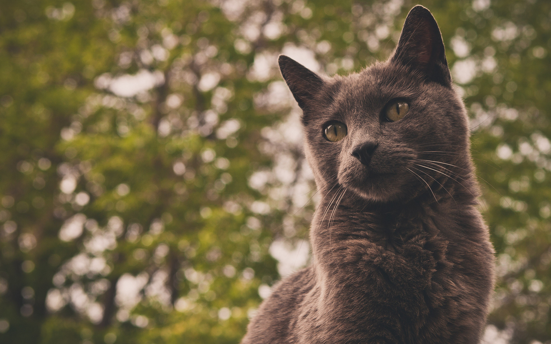 Baixe gratuitamente a imagem Gato, Gatos, Animais na área de trabalho do seu PC