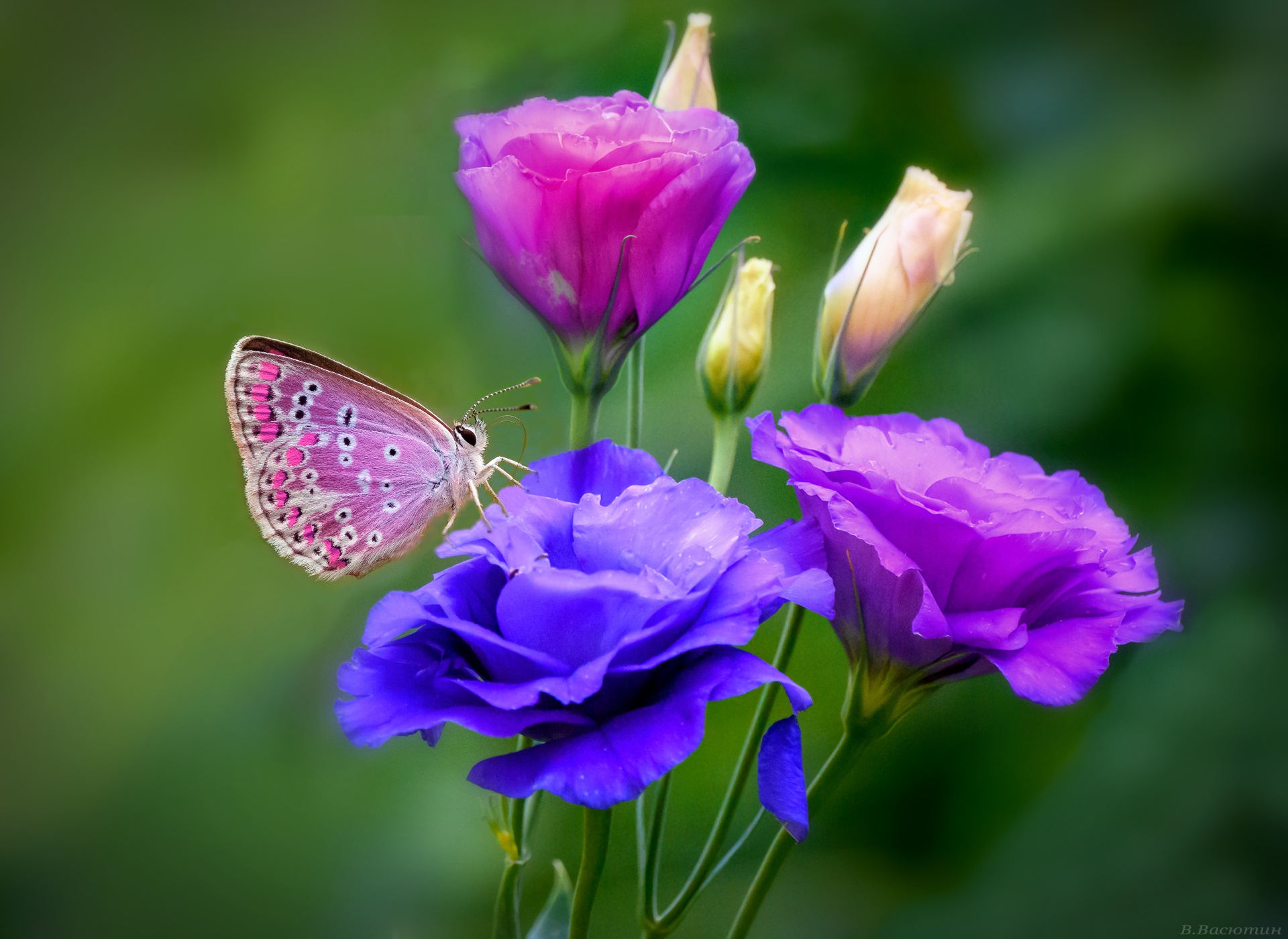 Download mobile wallpaper Flower, Macro, Butterfly, Animal, Purple Flower, Blue Flower for free.