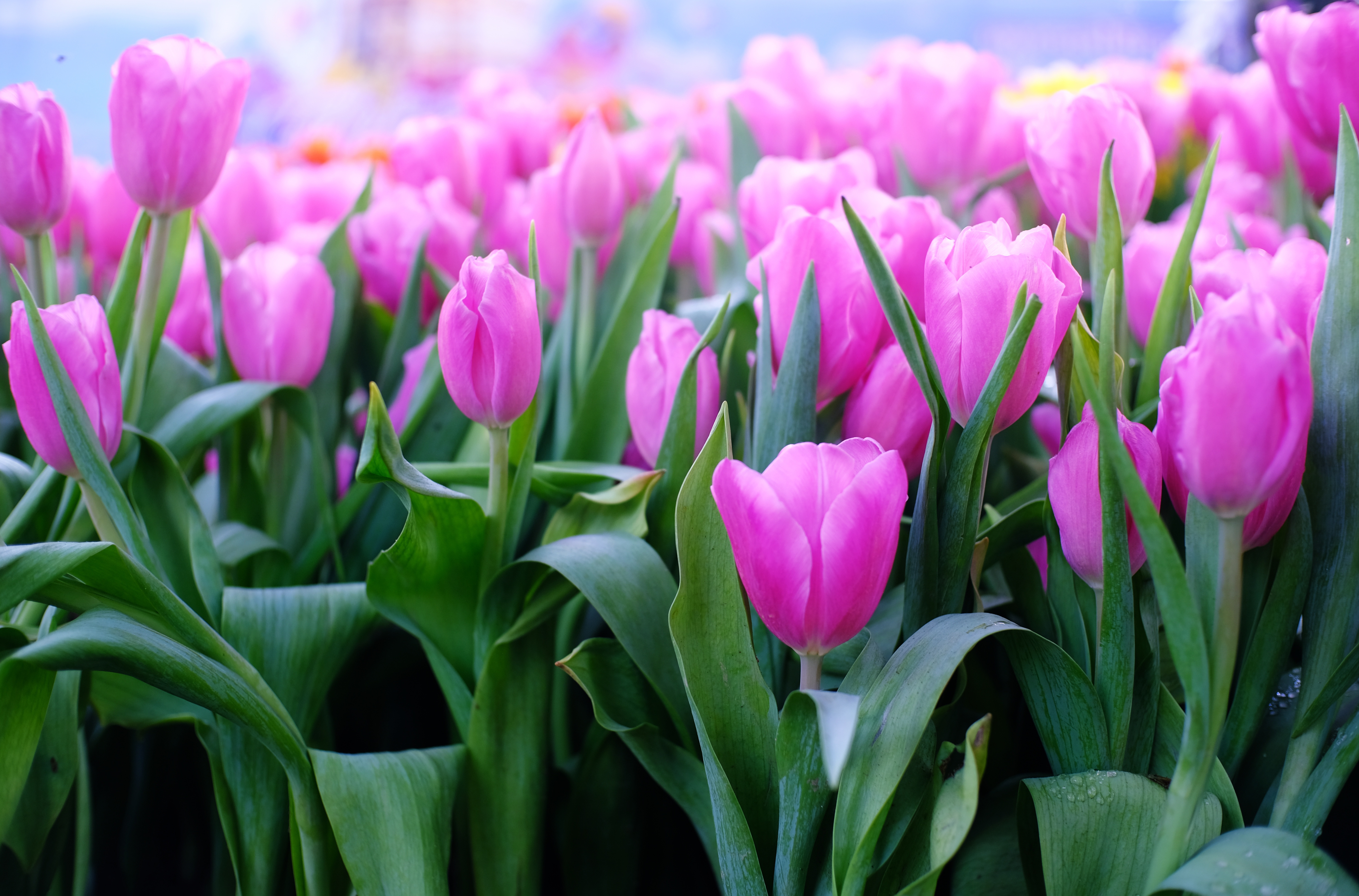 Laden Sie das Natur, Blumen, Blume, Tulpe, Erde/natur, Pinke Blume-Bild kostenlos auf Ihren PC-Desktop herunter