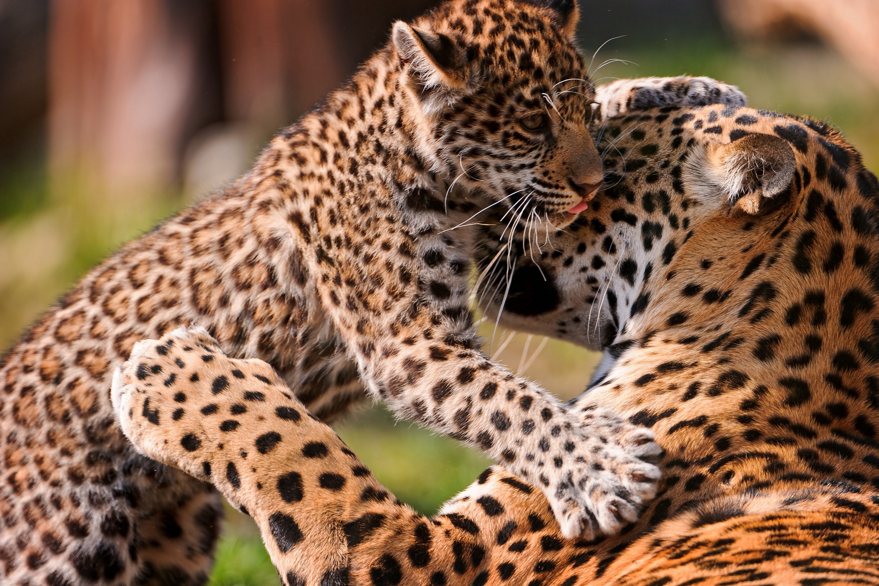 299259 Hintergrundbild herunterladen tiere, leopard, katzen - Bildschirmschoner und Bilder kostenlos