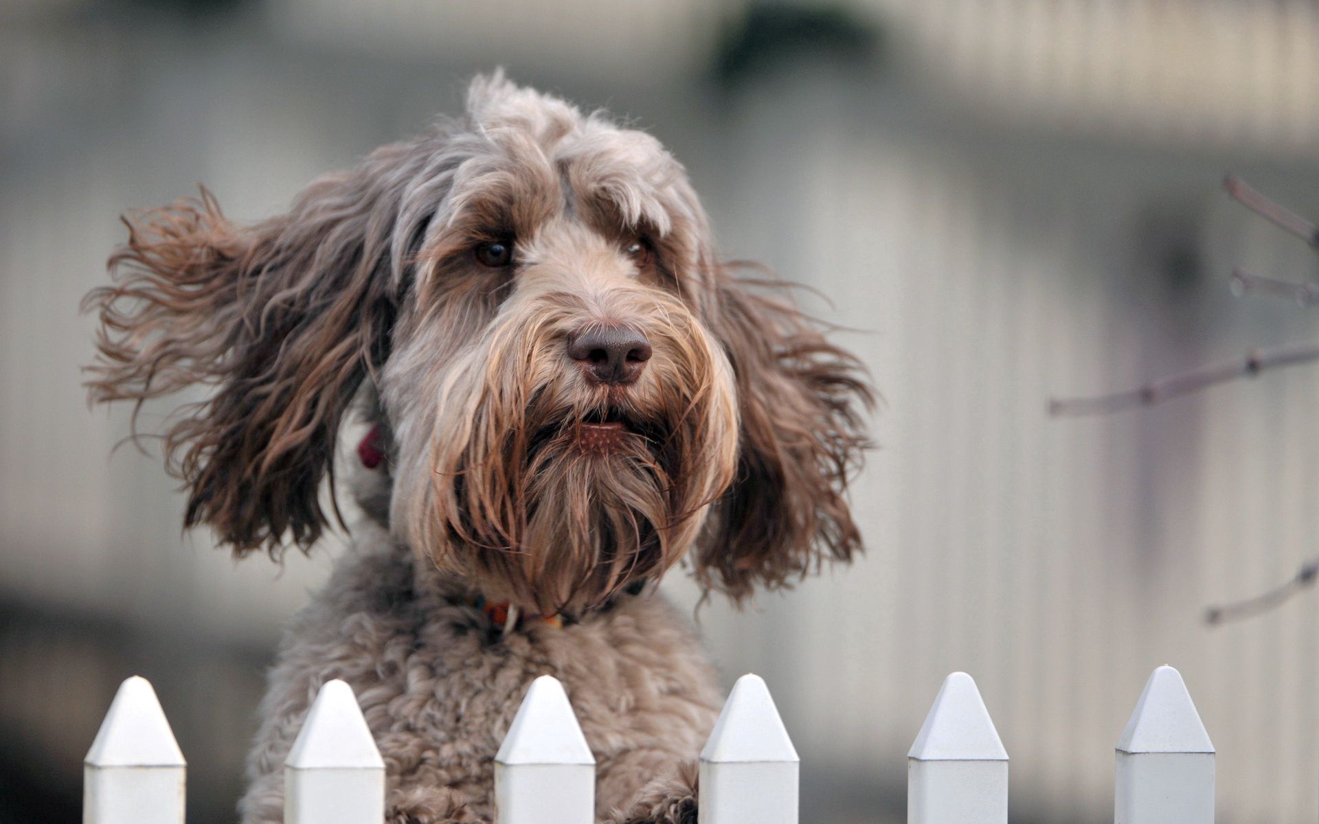 Download mobile wallpaper Muzzle, Fence, Wind, Dog, Animals, Puppy for free.