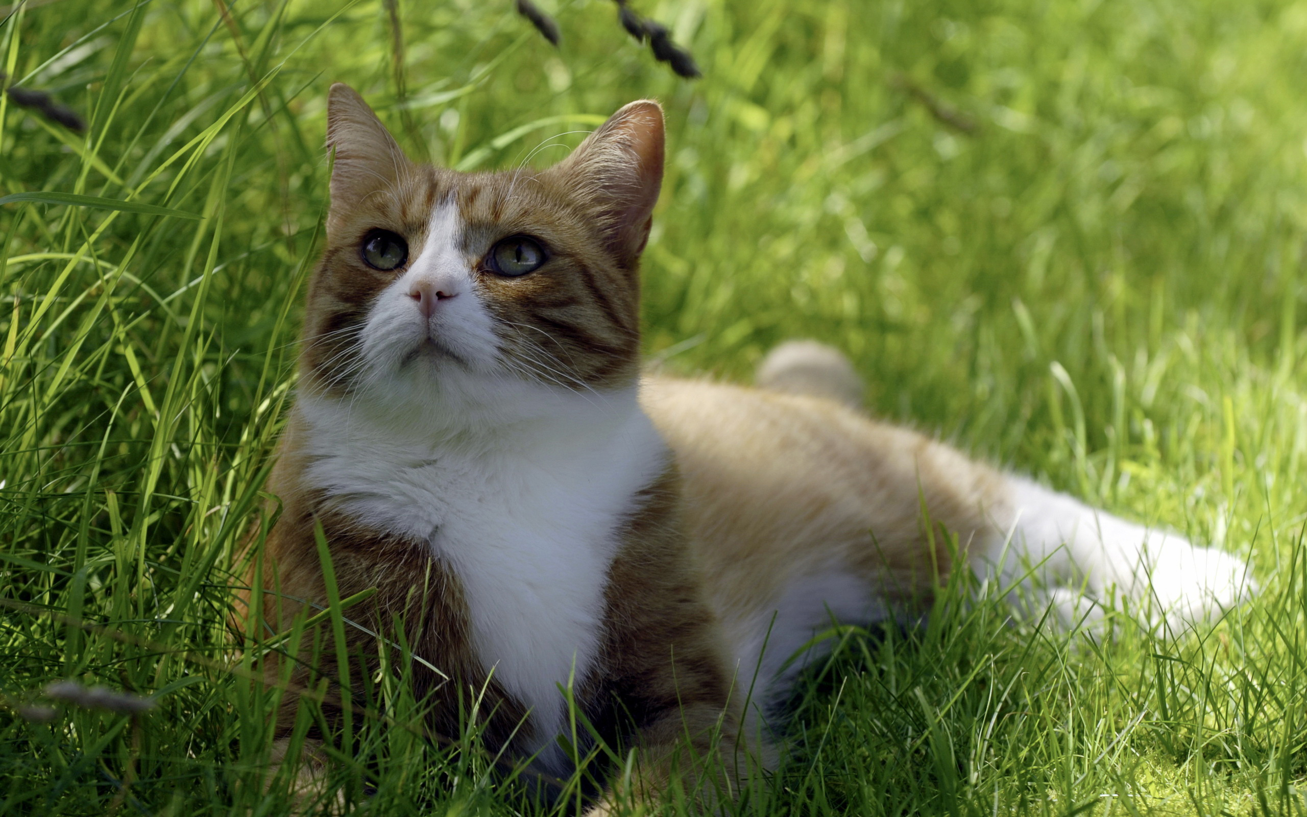 Baixe gratuitamente a imagem Gato, Gatos, Animais na área de trabalho do seu PC