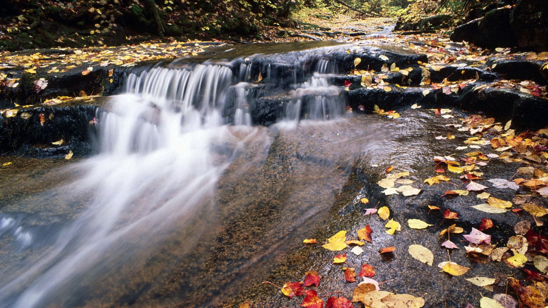 98214 скачать обои листья, осень, река, природа, вода, поток, горная - заставки и картинки бесплатно