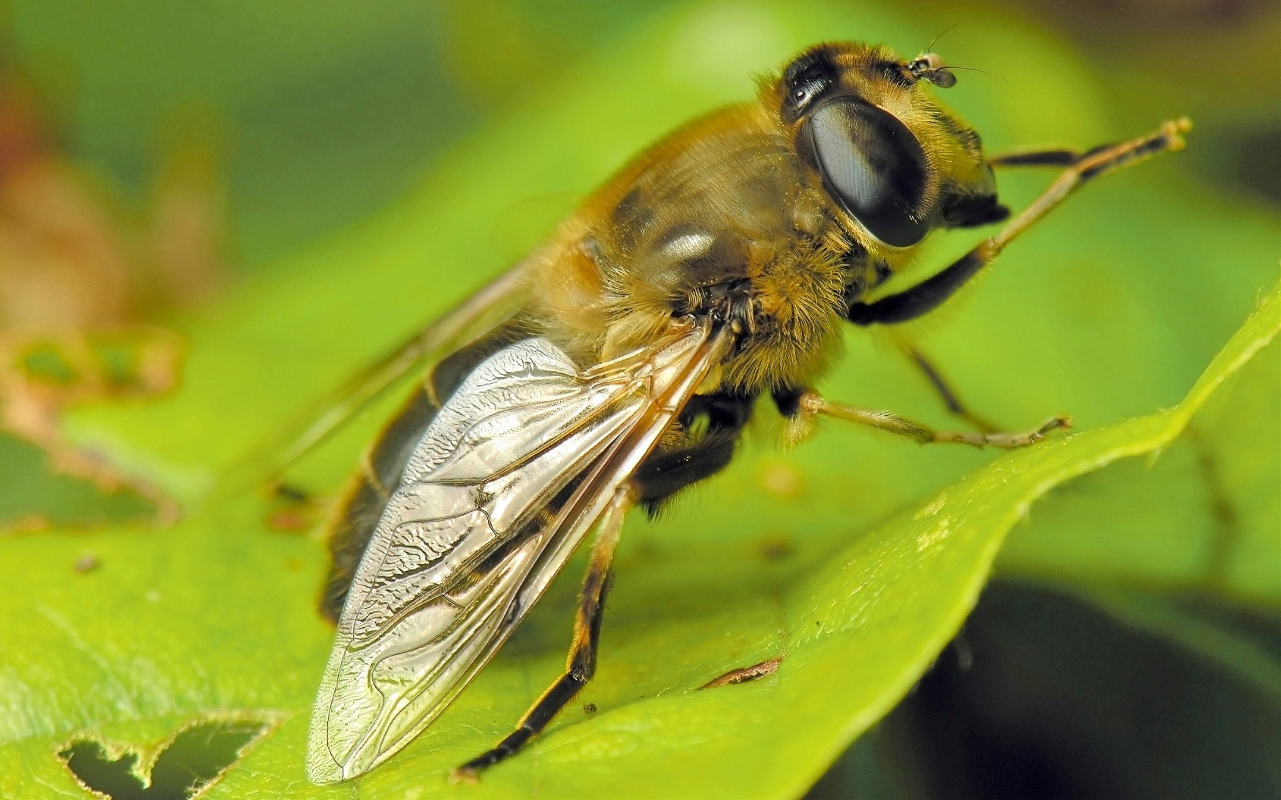 171667 descargar imagen animales, abeja, insectos: fondos de pantalla y protectores de pantalla gratis