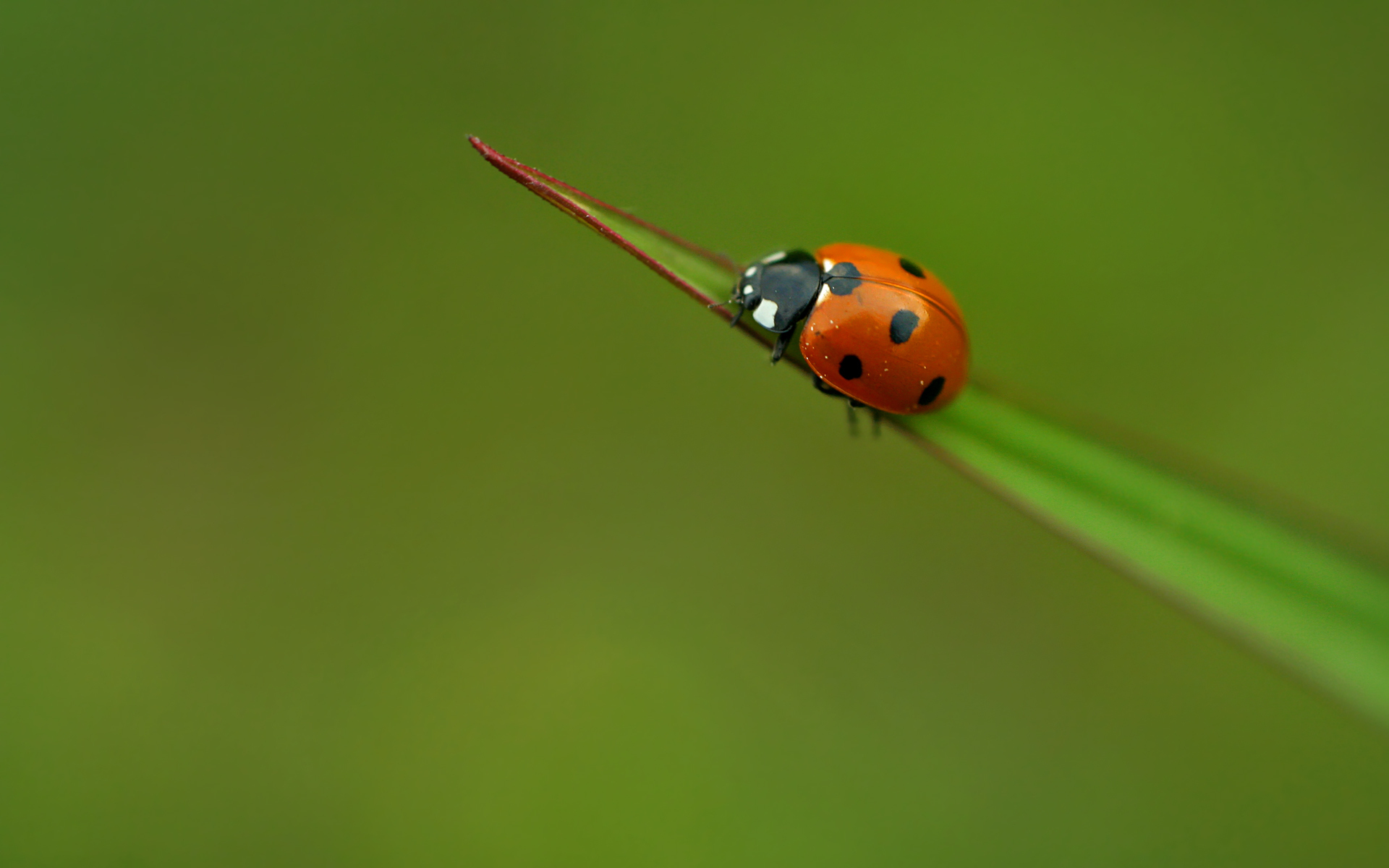 Free download wallpaper Animal, Ladybug on your PC desktop