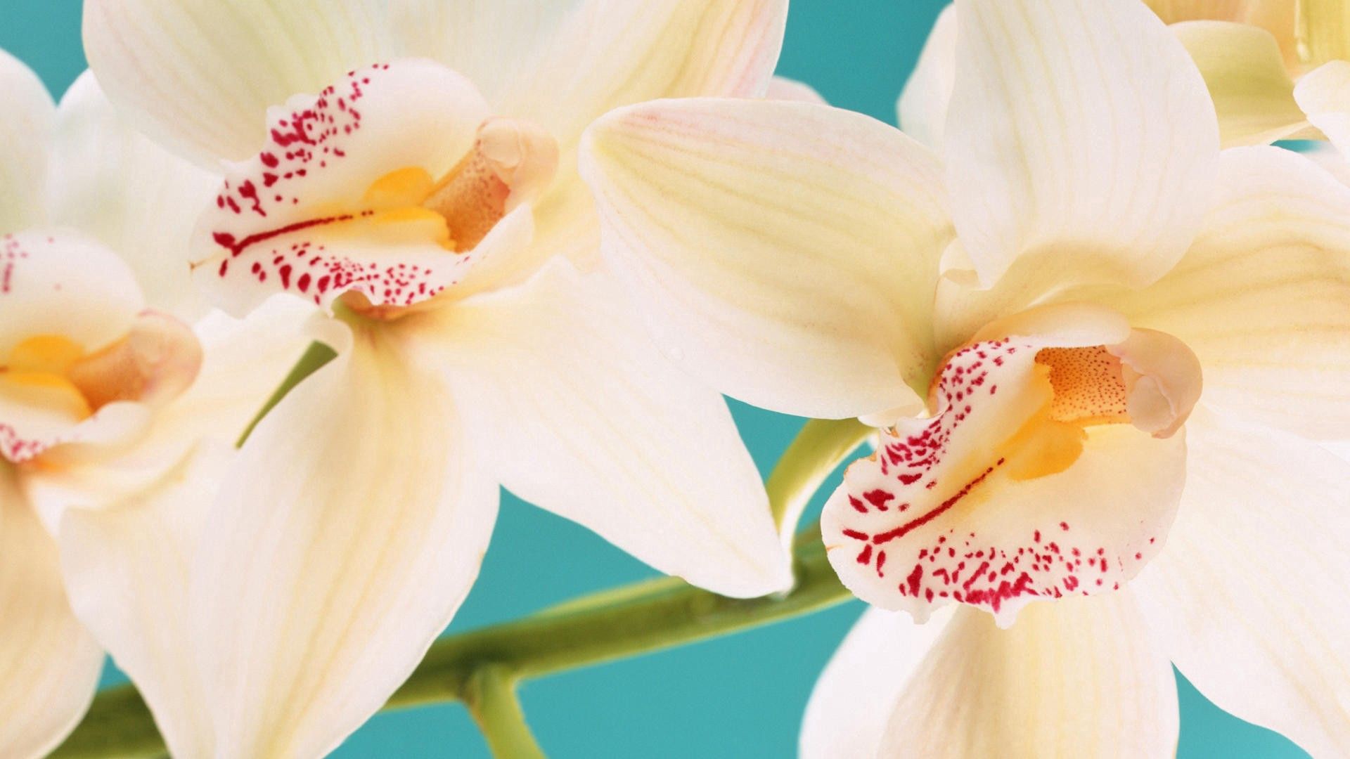 152616 télécharger l'image orchidée blanche, macro, pétales, rayures, stries - fonds d'écran et économiseurs d'écran gratuits