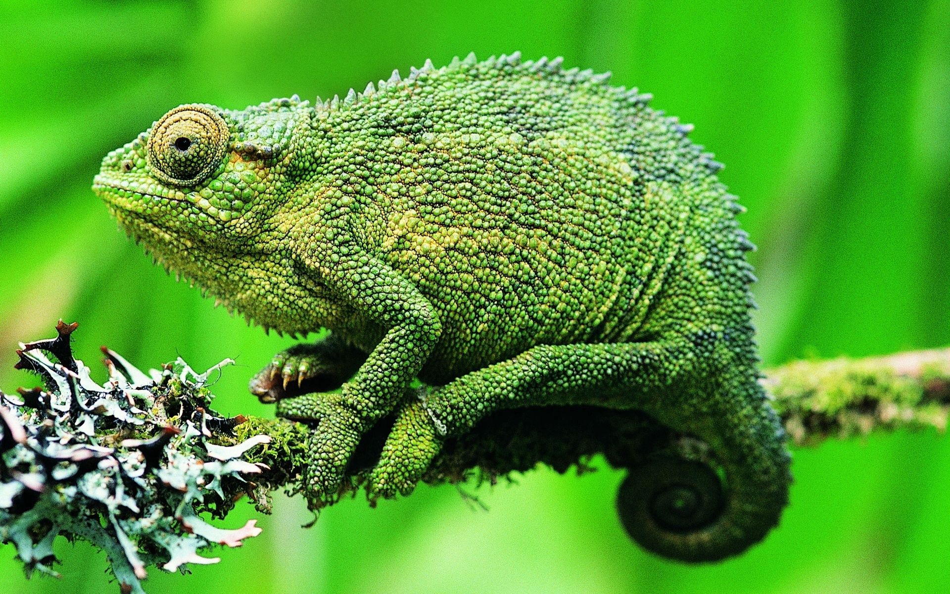 Free download wallpaper Chameleon, Animals, Branch, Color on your PC desktop