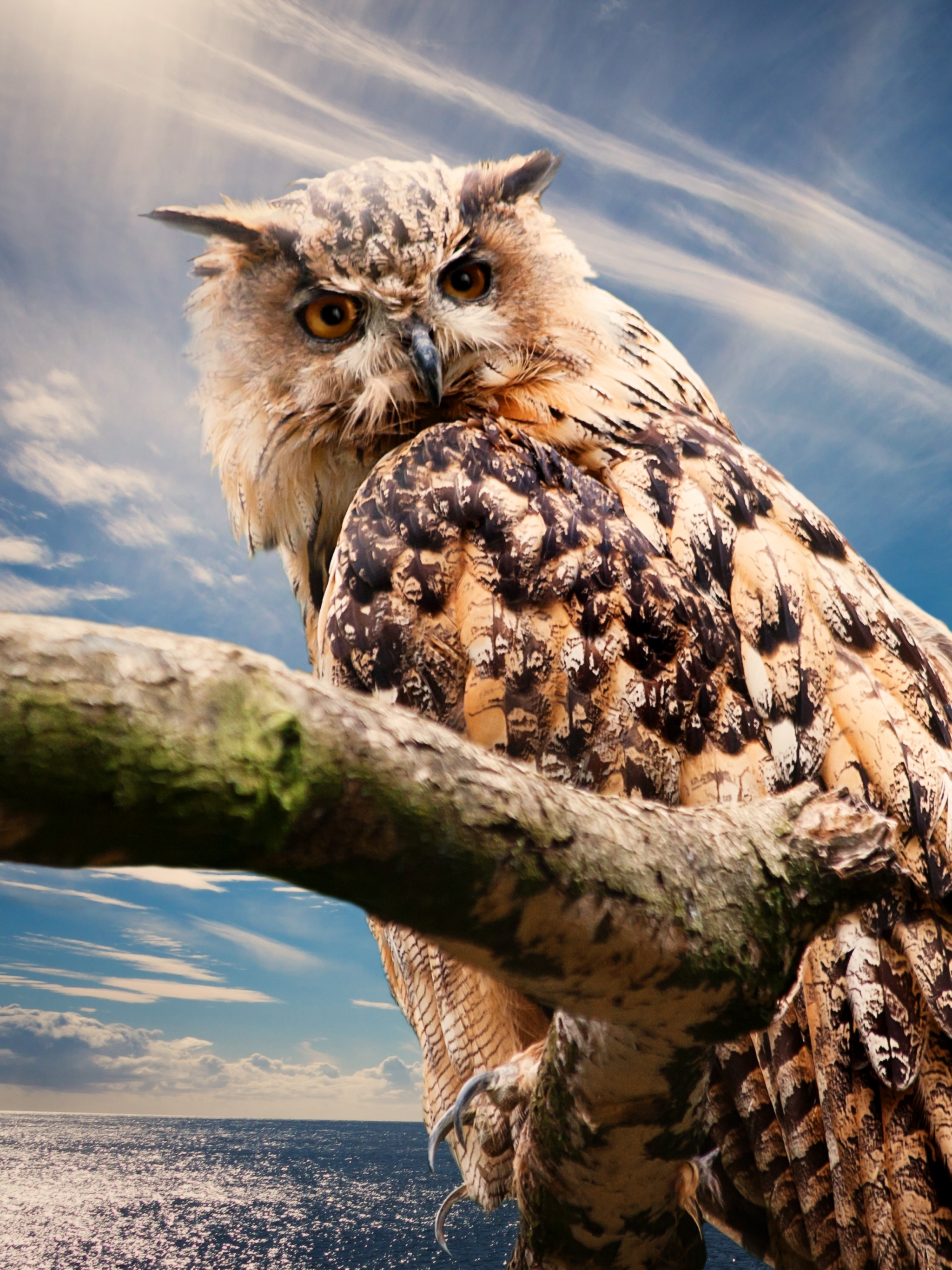 Free download wallpaper Birds, Owl, Close Up, Branch, Animal on your PC desktop