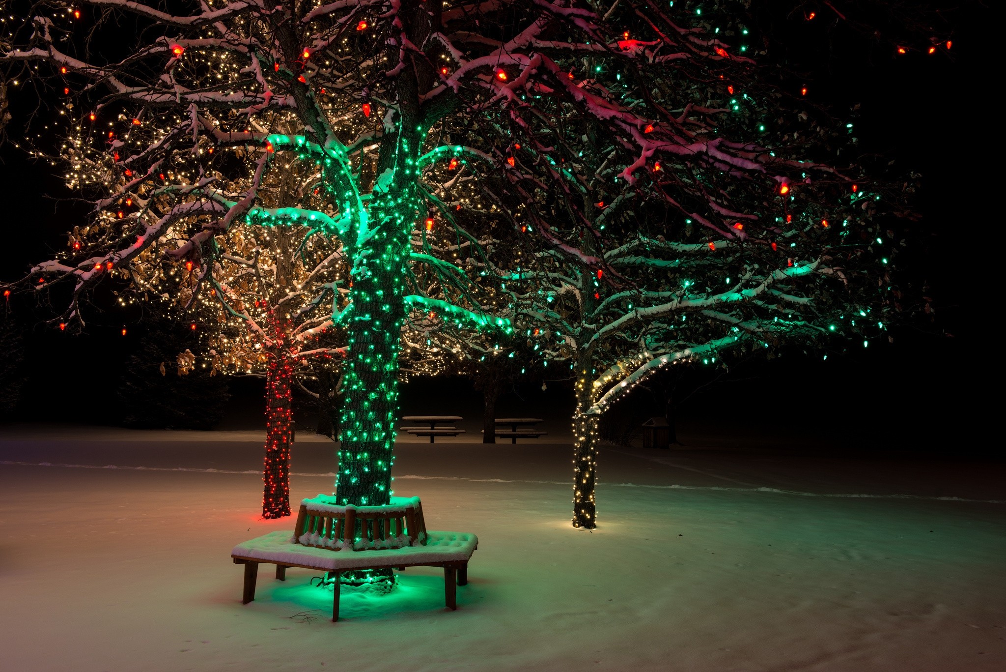 christmas, nature, lights, night, wood, tree, decoration Full HD