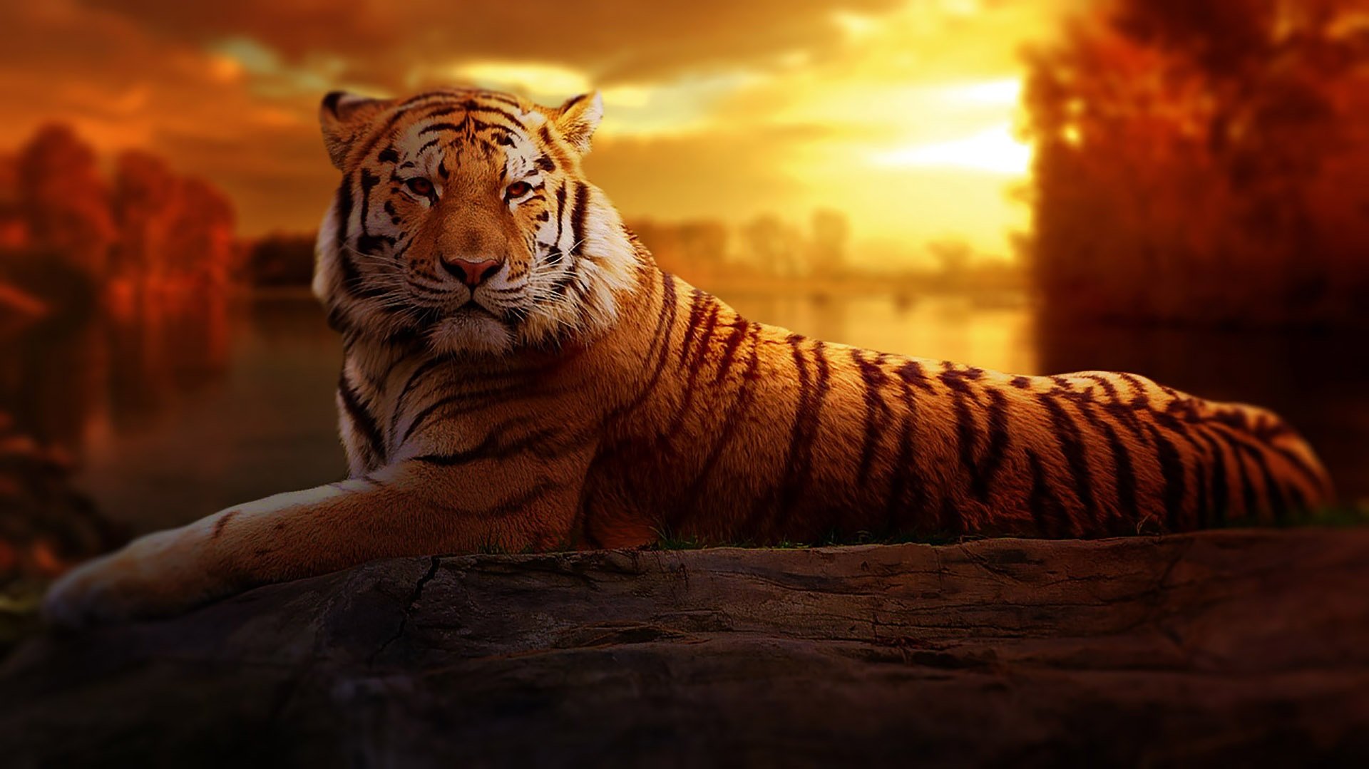 Free download wallpaper Cats, Tiger, Animal on your PC desktop