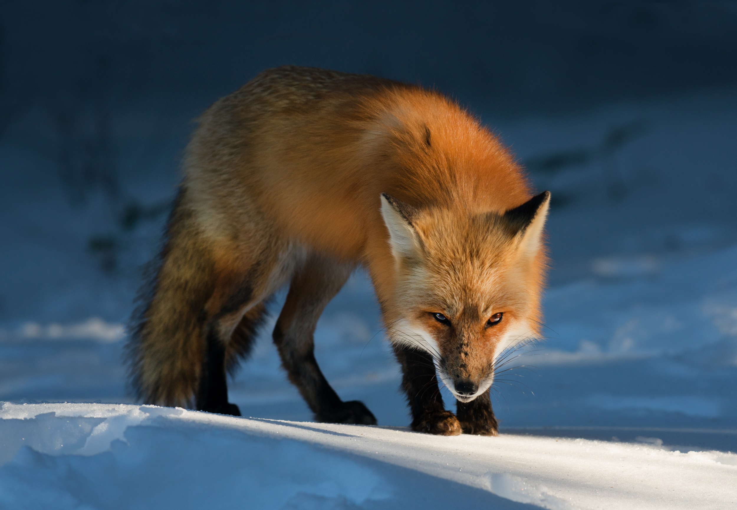 PCデスクトップに動物, 雪, 狐, 見詰める画像を無料でダウンロード