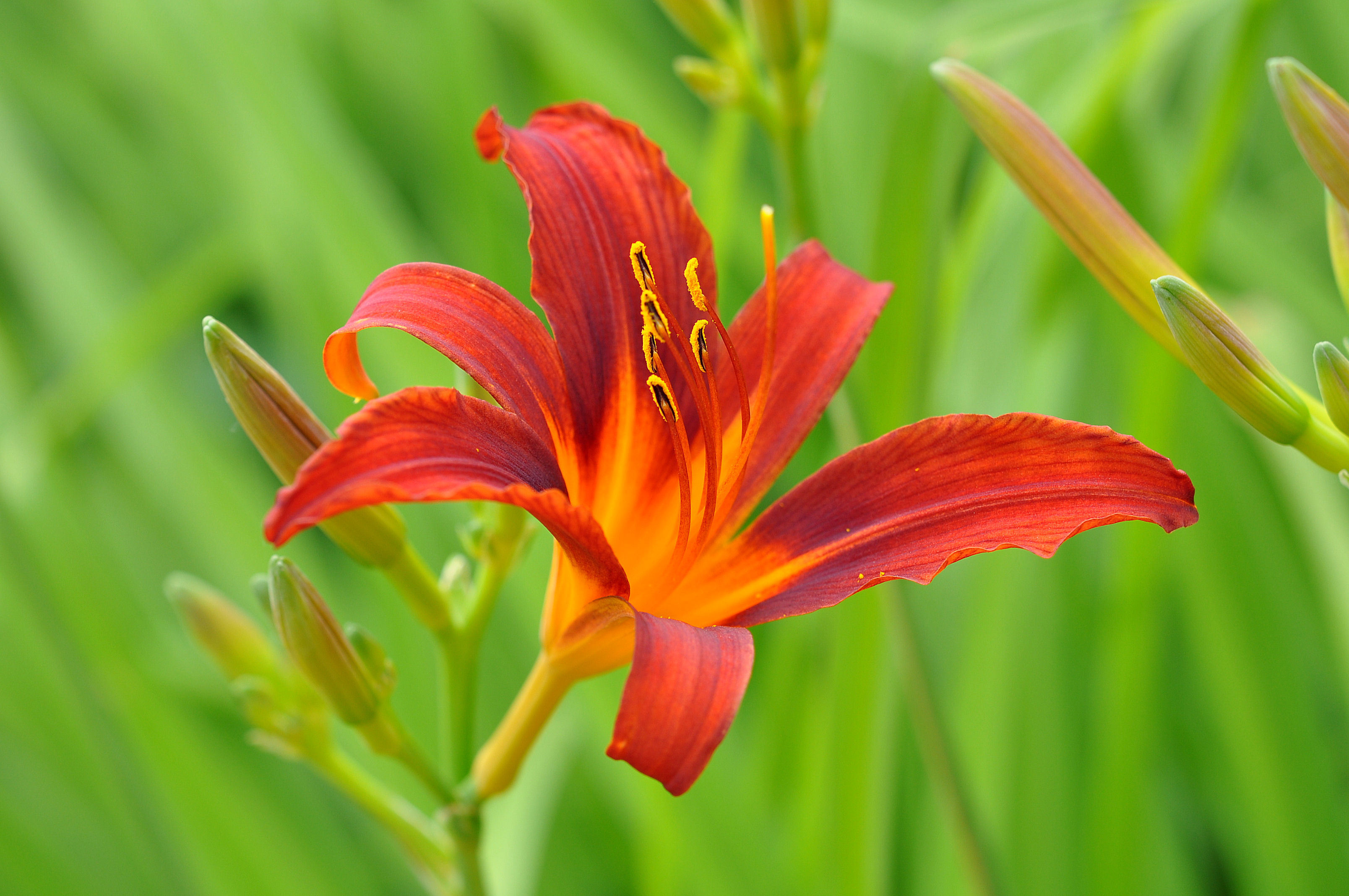Laden Sie das Blumen, Blume, Nahansicht, Lilie, Rote Blume, Erde/natur-Bild kostenlos auf Ihren PC-Desktop herunter