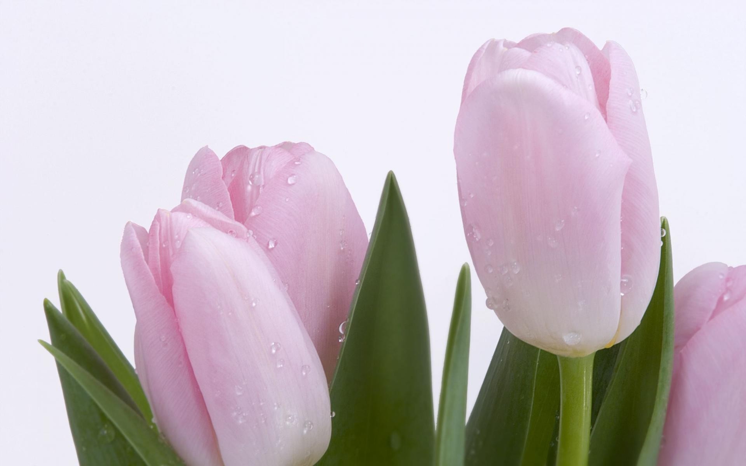 Скачать обои бесплатно Тюльпаны, Цветы, Растения картинка на рабочий стол ПК