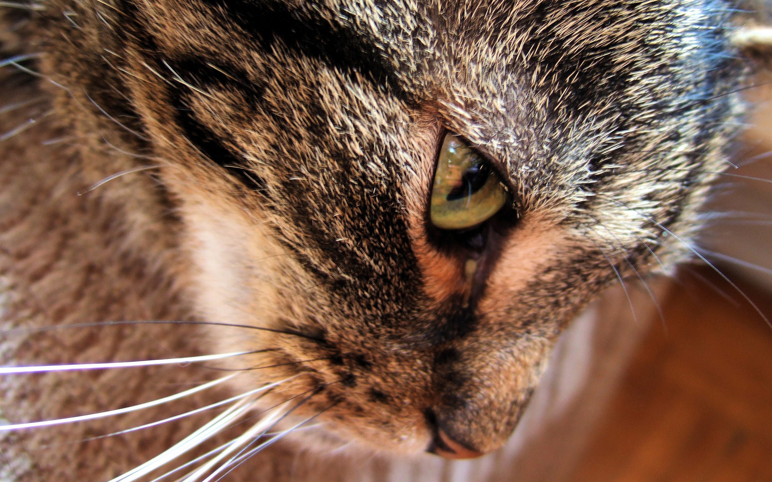 Baixe gratuitamente a imagem Animais, Gatos, Gato na área de trabalho do seu PC