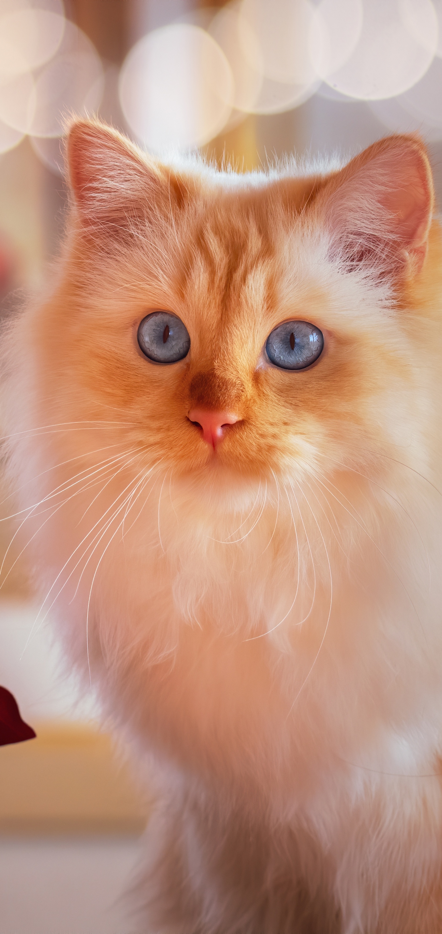 Descarga gratuita de fondo de pantalla para móvil de Animales, Gatos, Gato, Bokeh.