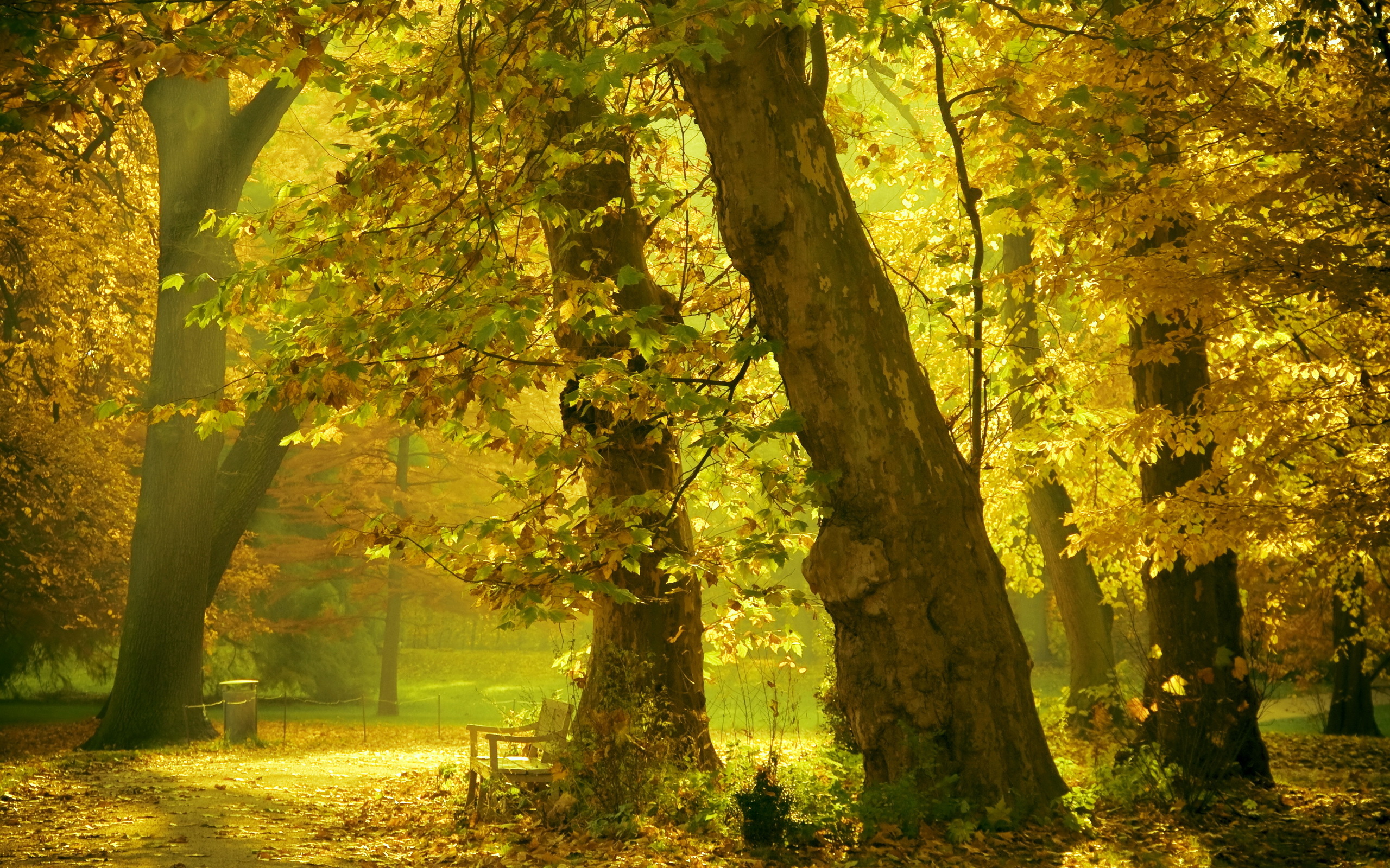 Handy-Wallpaper Landschaft, Herbst, Wald, Blatt, Sonnenlicht, Szene, Erde/natur kostenlos herunterladen.