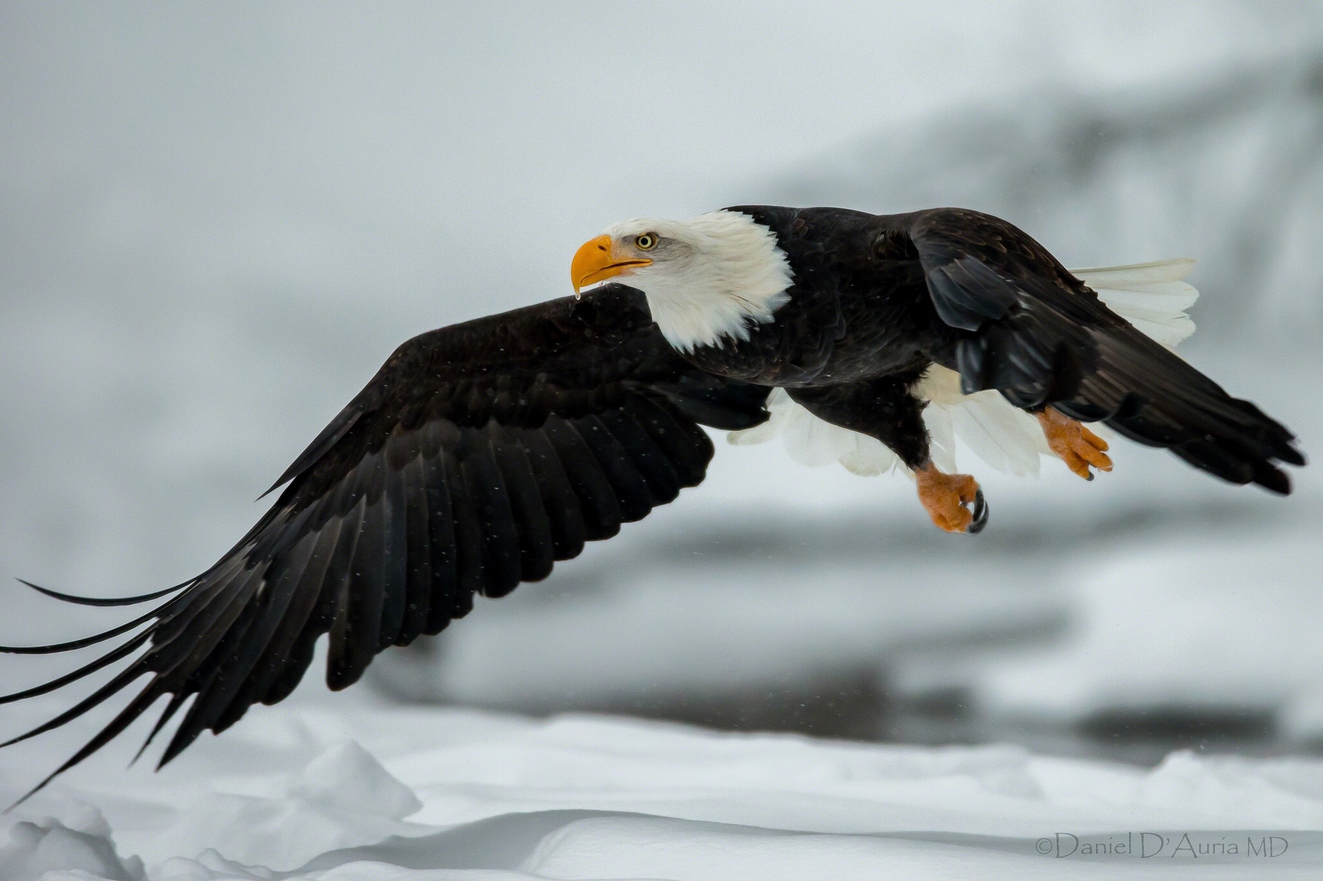 Download mobile wallpaper Flying, Bald Eagle, Eagle, Bird, Birds, Animal for free.